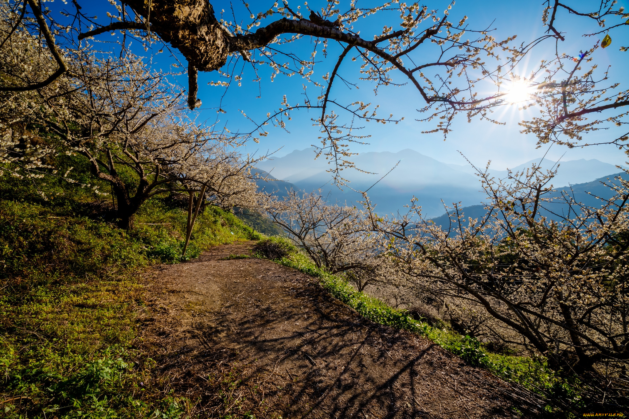 природа, пейзажи, свет, деревья, горы