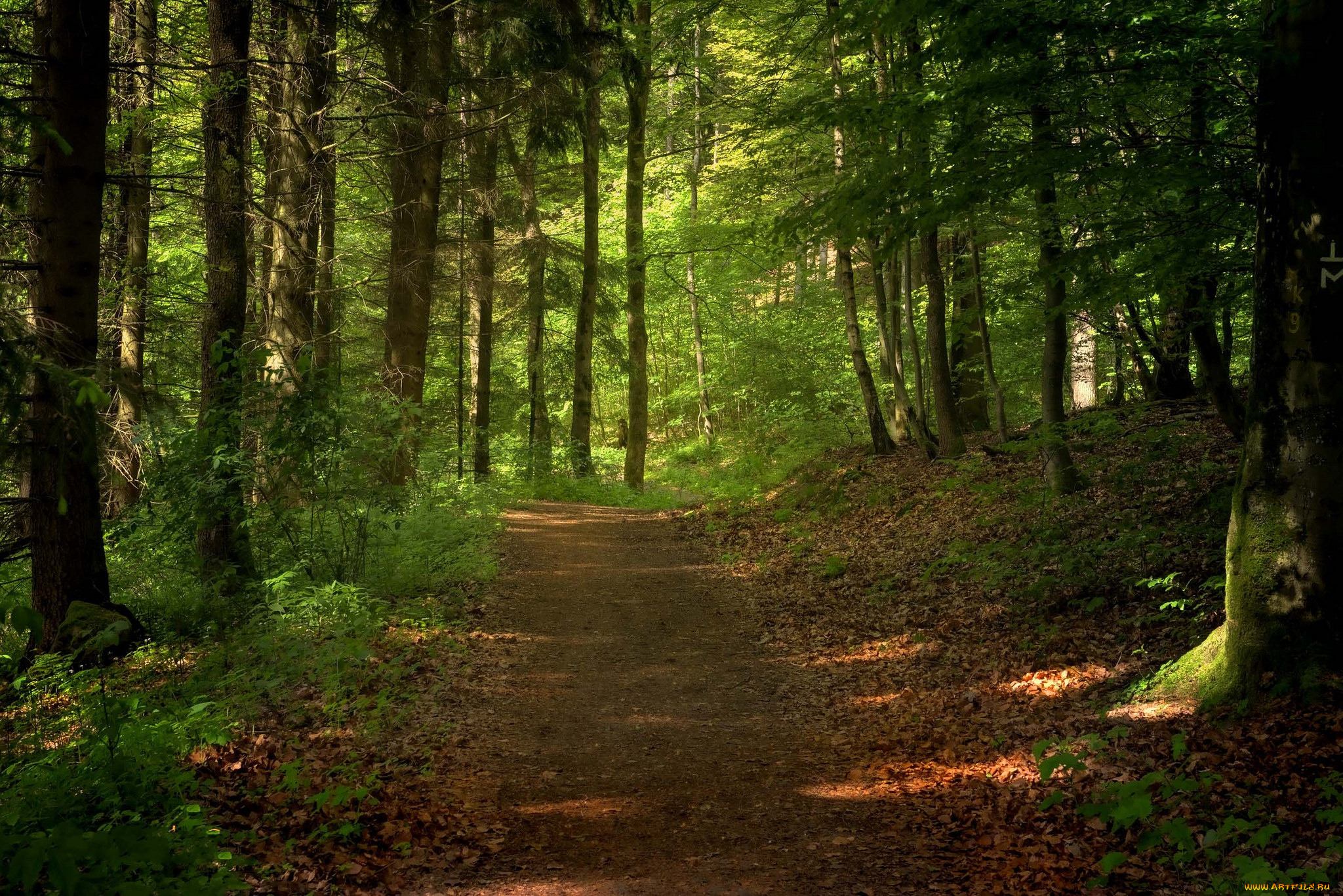 природа, дороги, тракт, лес