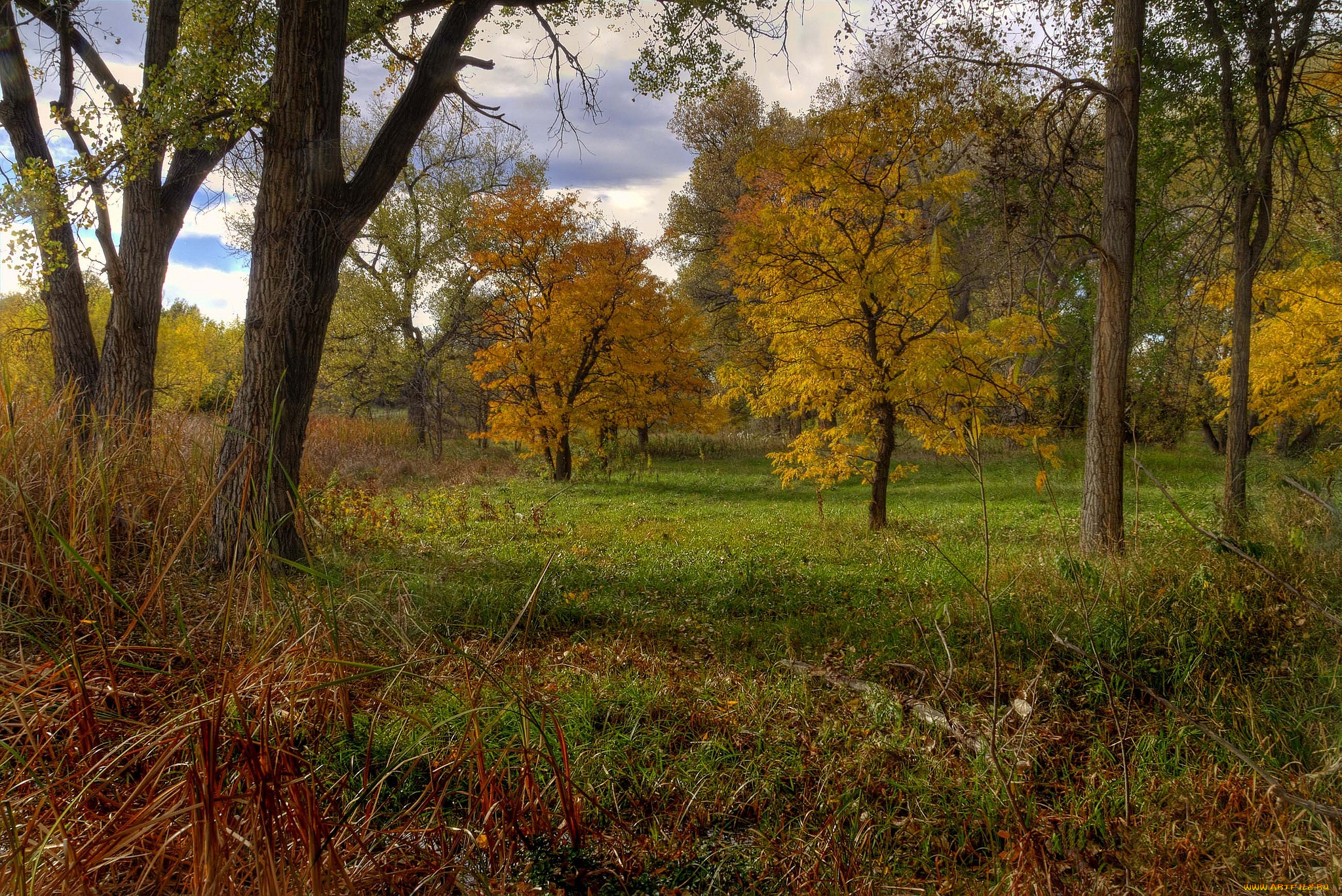 природа, лес, трава, деревья