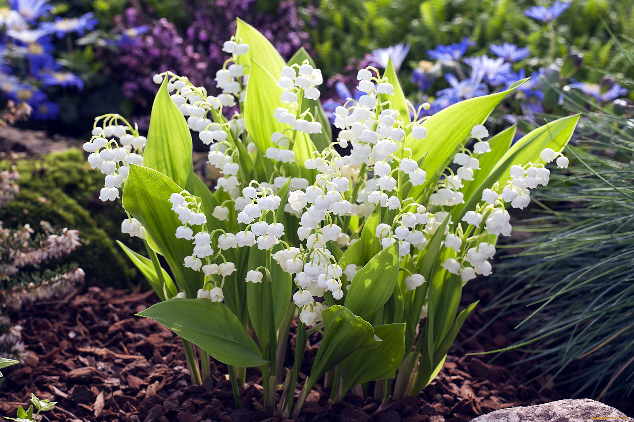 цветы, ландыши, майский