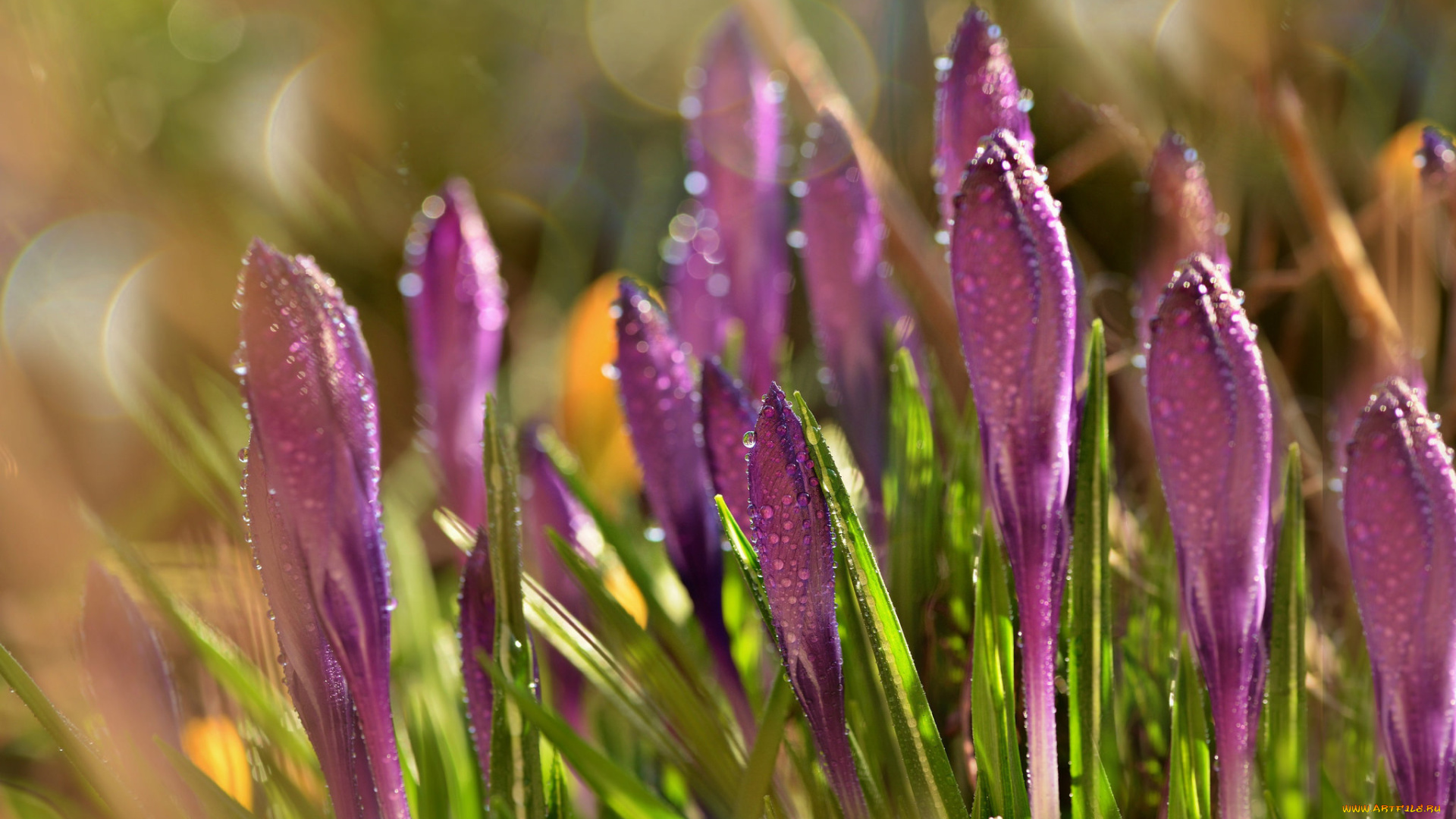 цветы, крокусы, капли, блики, роса, фиолетовые, весна