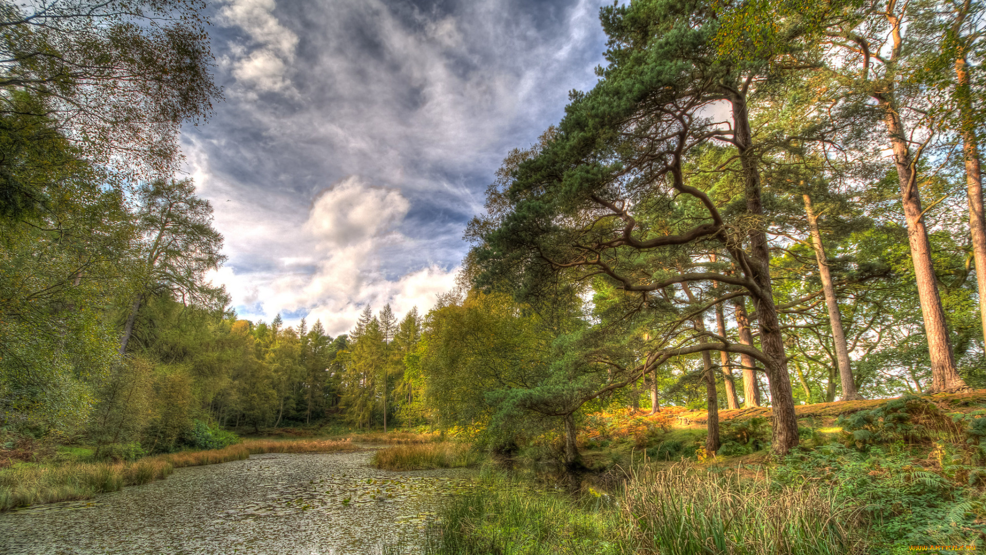 природа, реки, озера, лес, река