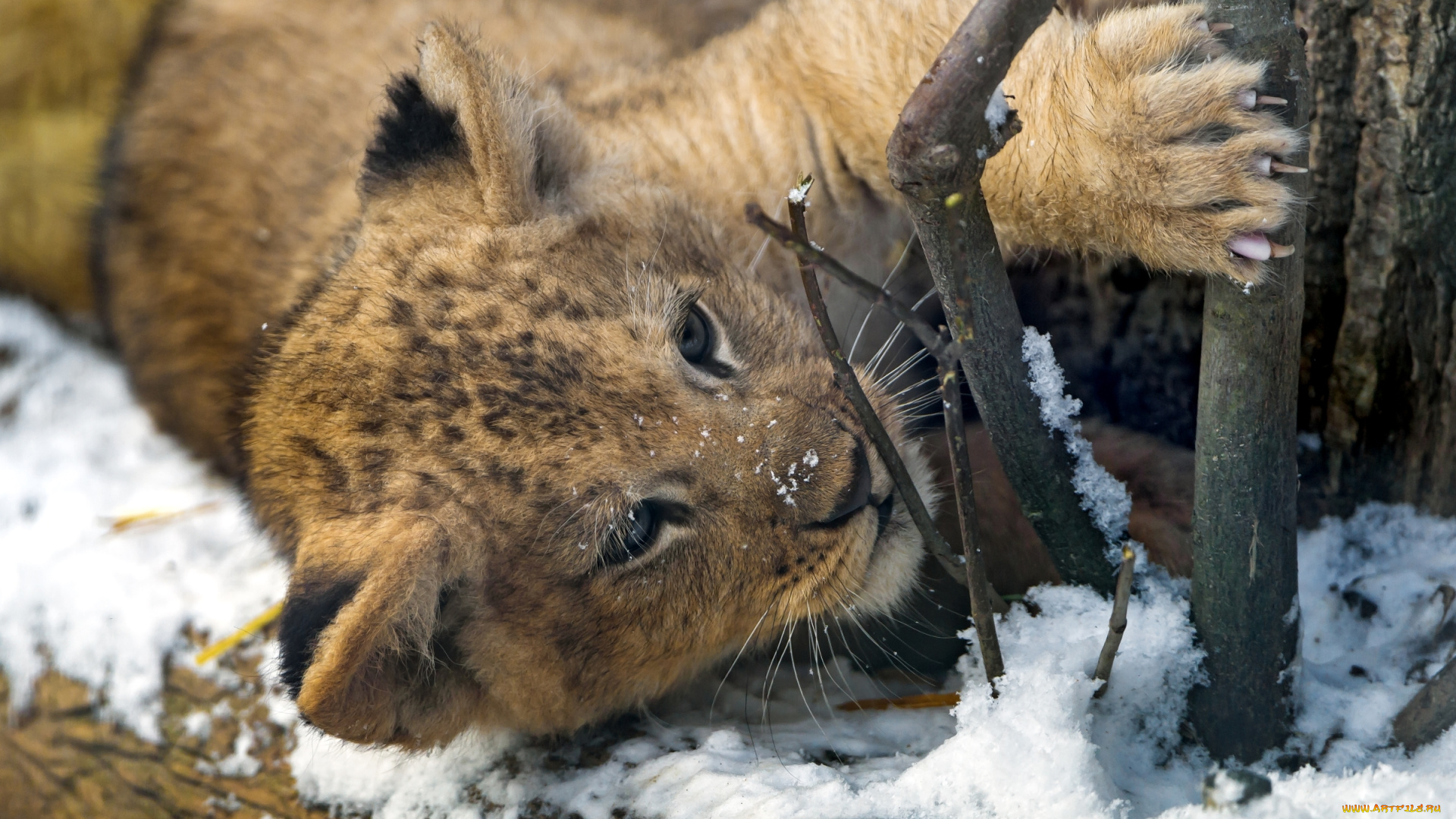 животные, львы, львенок, малыш, милый, лев, хищник, снег, когти
