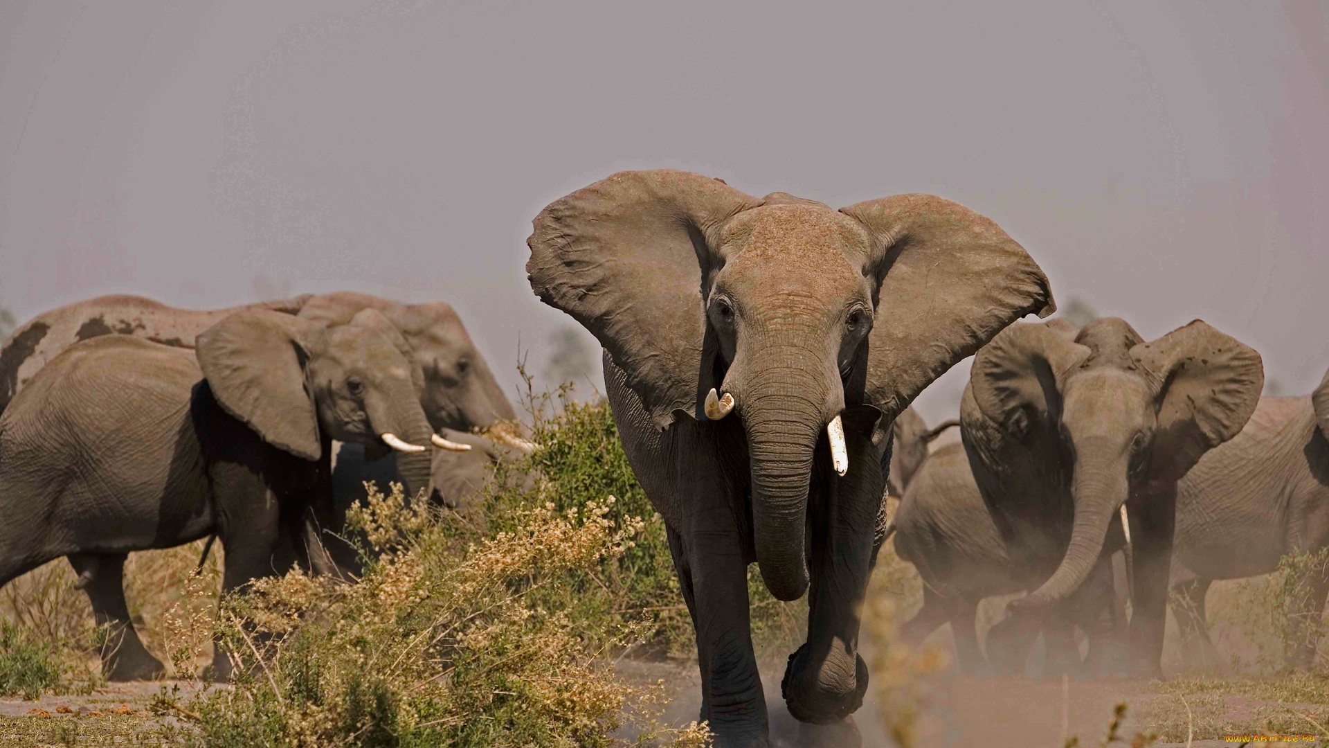 животные, слоны, бегут, млекопитающие, стадо, слонов, саванна