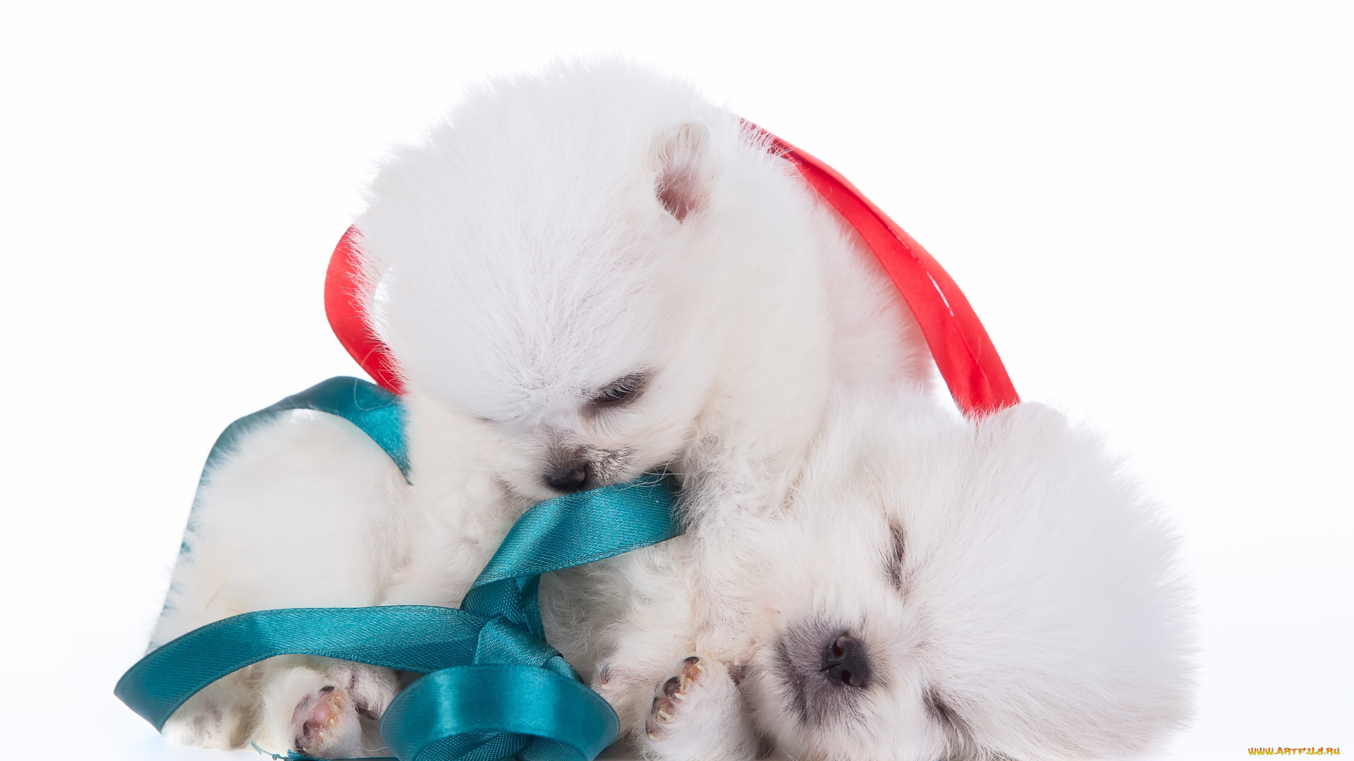 животные, собаки, шпиц, щенки, дуэт, парочка, бант