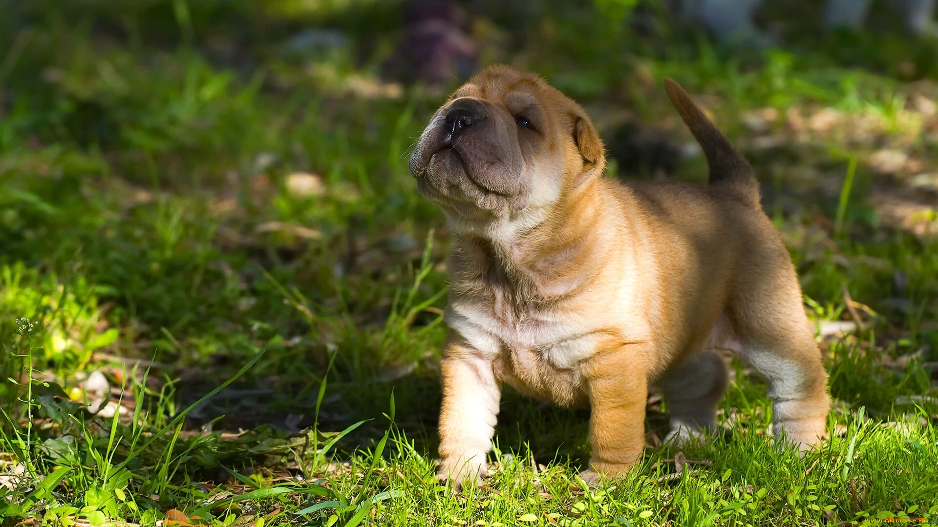 животные, собаки, собака, шарпей, щенок, малыш, мордашка