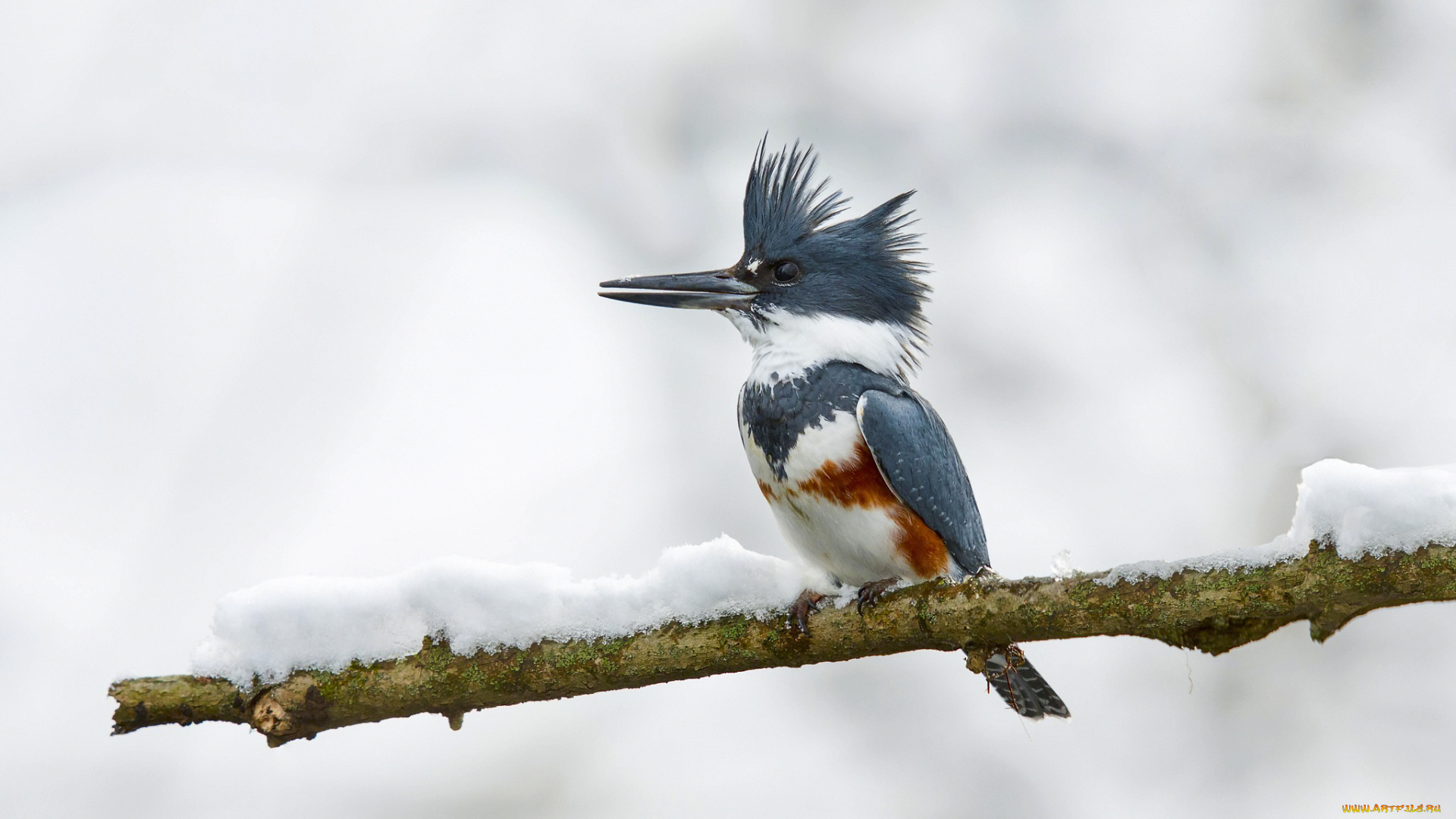животные, зимородки, зимородок, птица, фон, ветка
