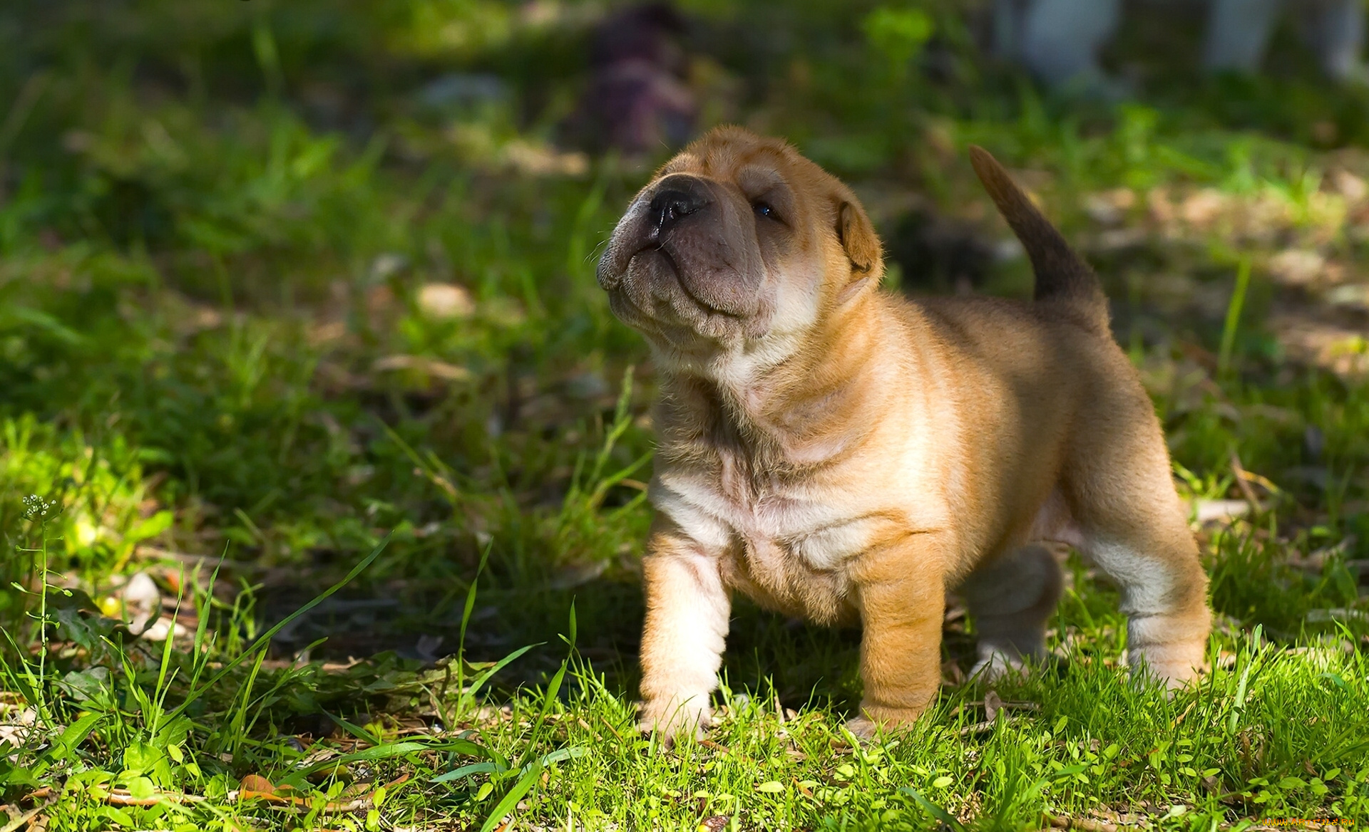 животные, собаки, собака, шарпей, щенок, малыш, мордашка