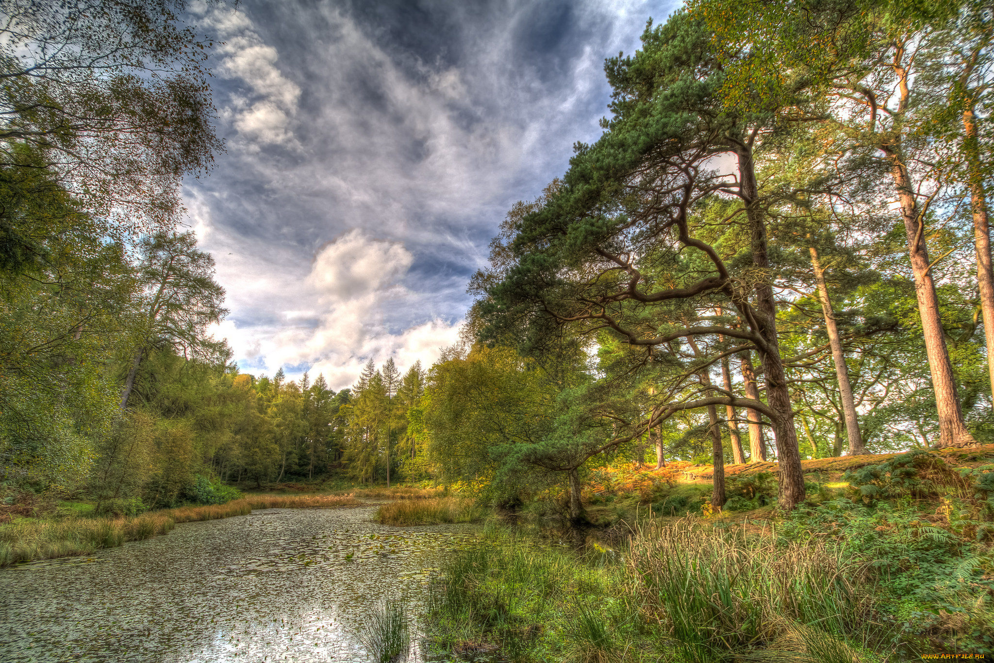 природа, реки, озера, лес, река