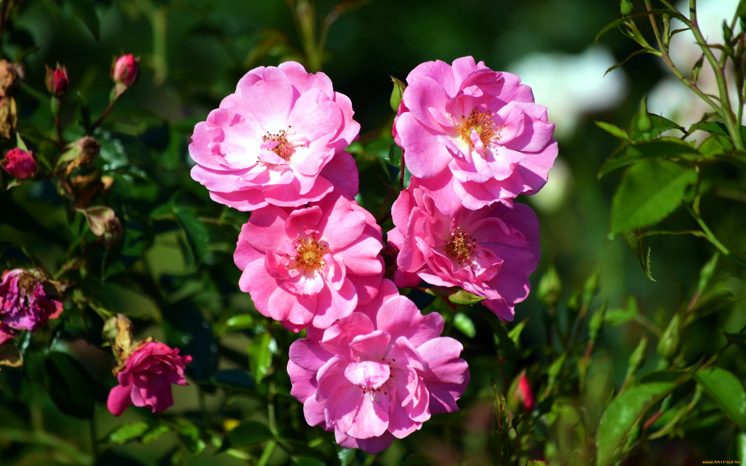 цветы, розы, розовый