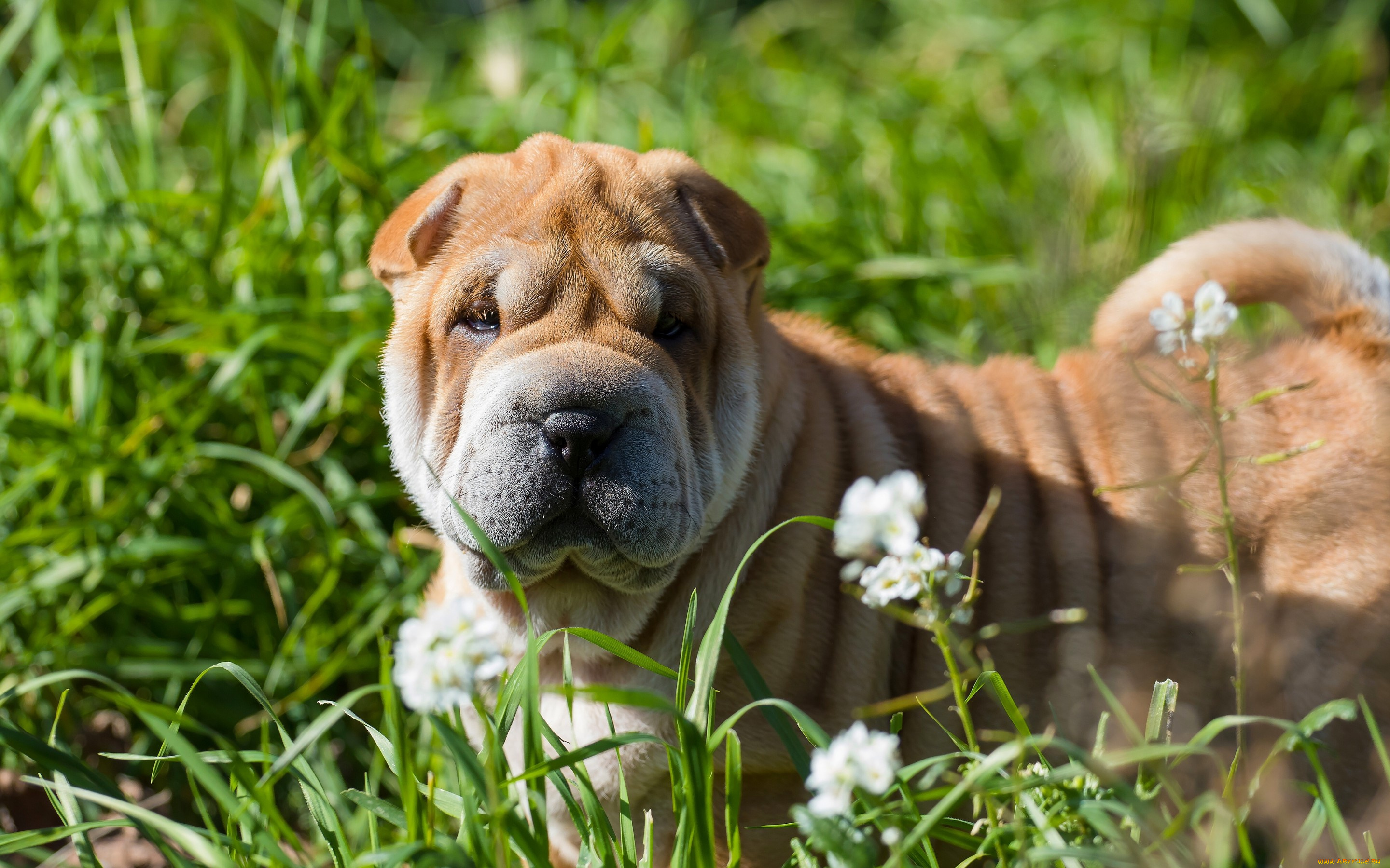 животные, собаки, собака