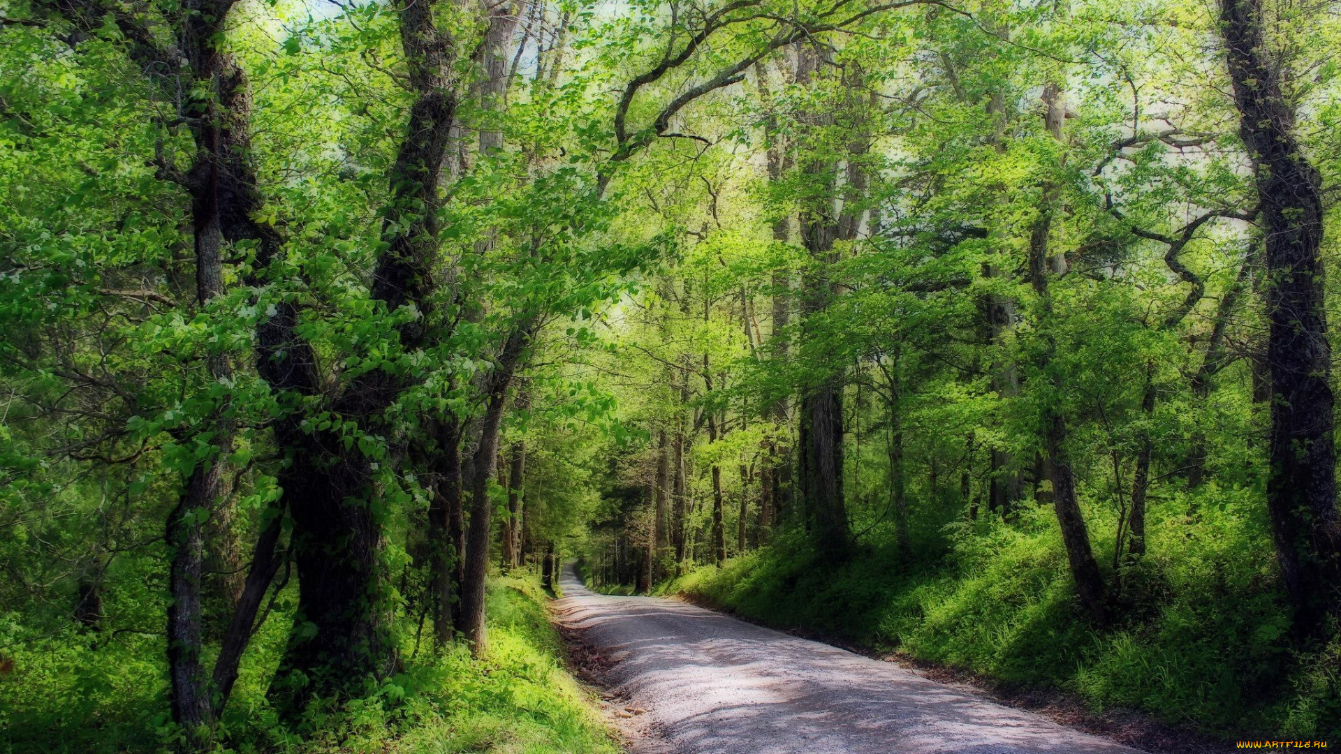 природа, дороги, дорога, деревья, лес, пейзаж
