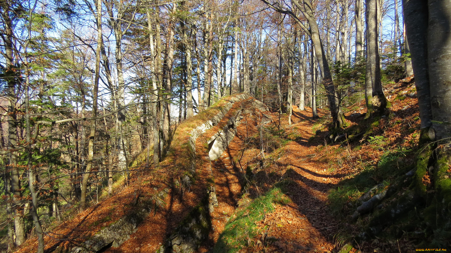 природа, лес, осень