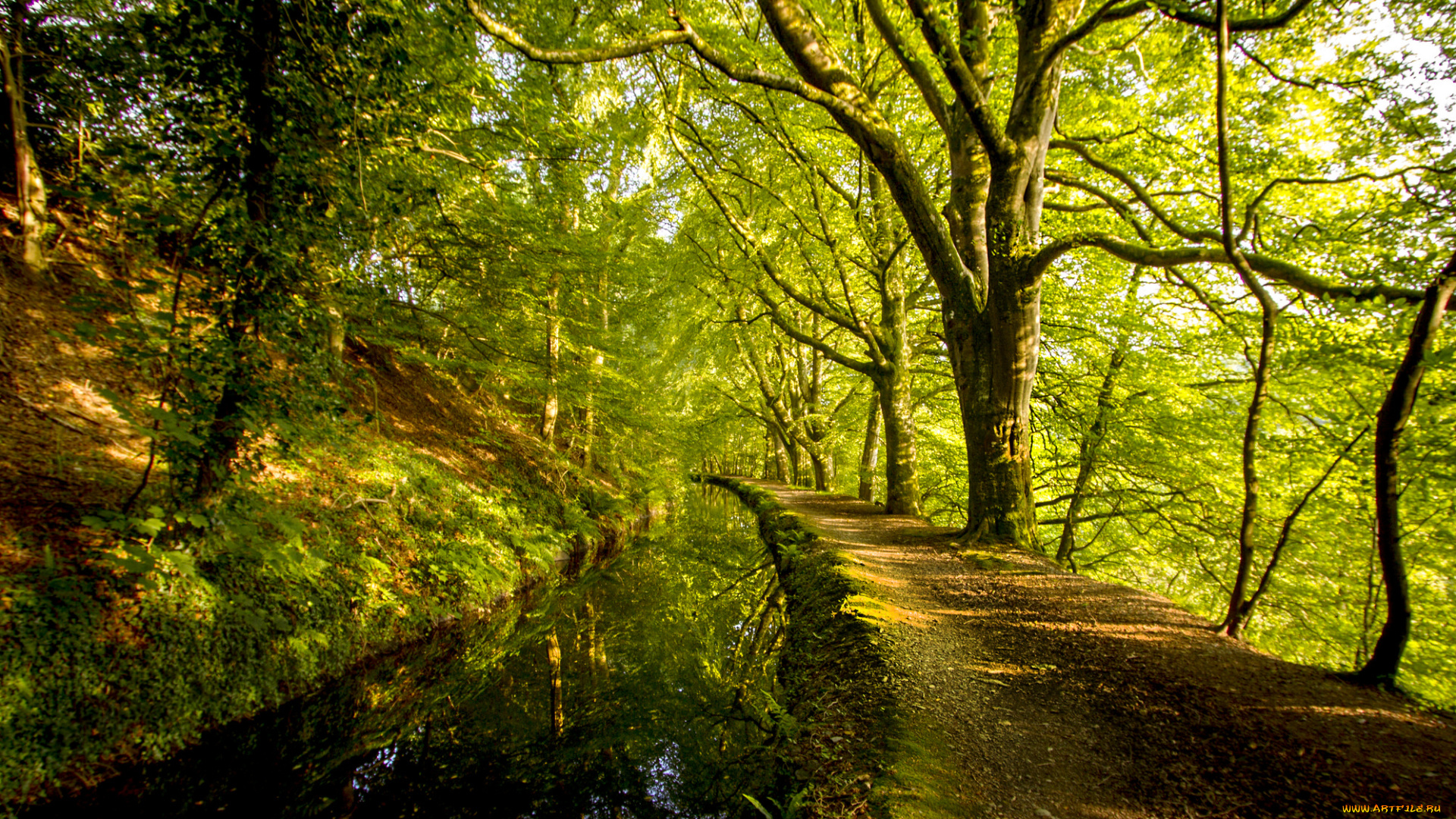 природа, лес, река