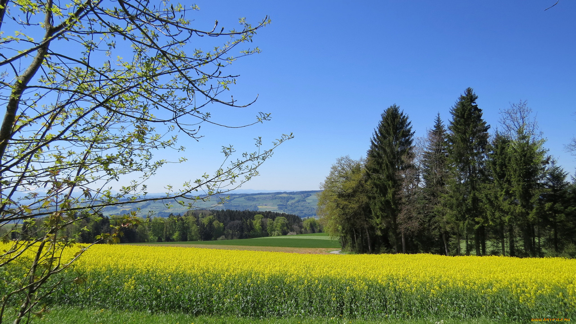 природа, поля, поле