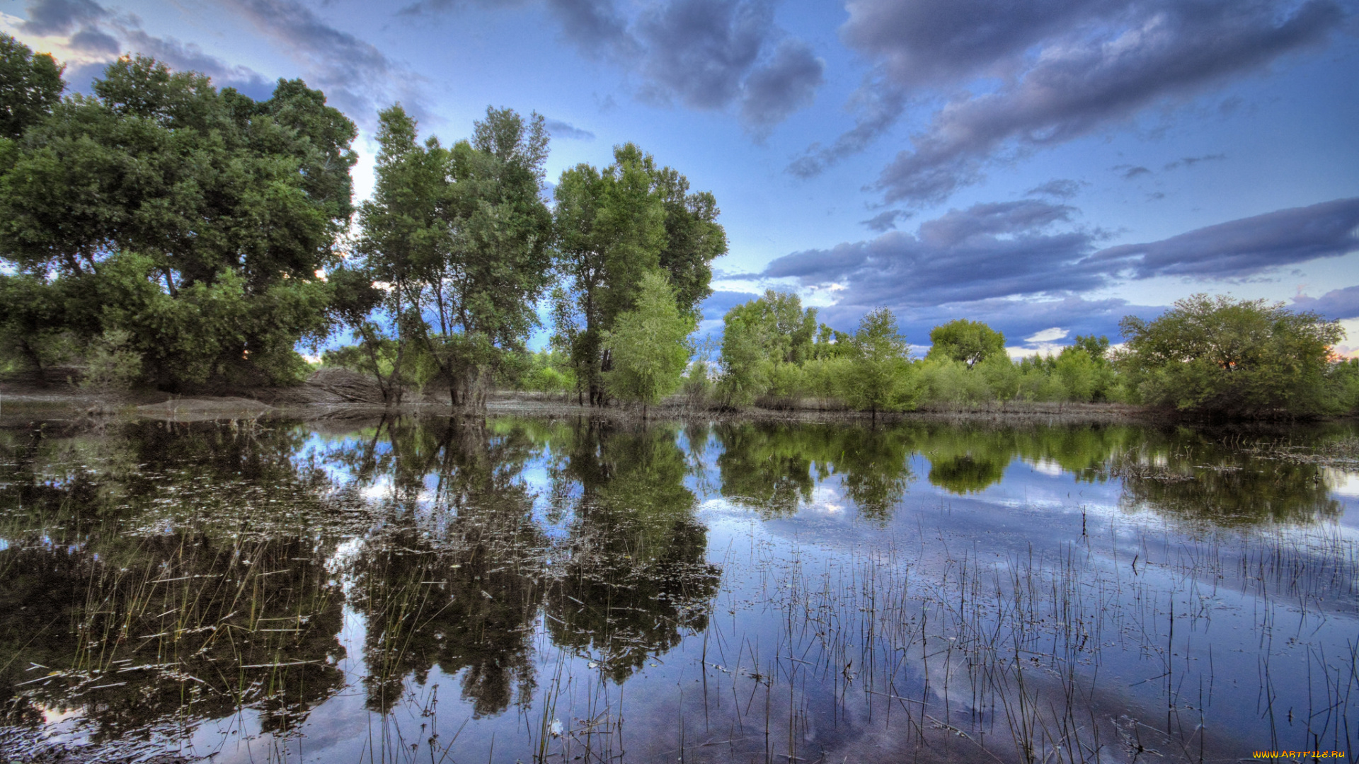 природа, реки, озера, лес, река