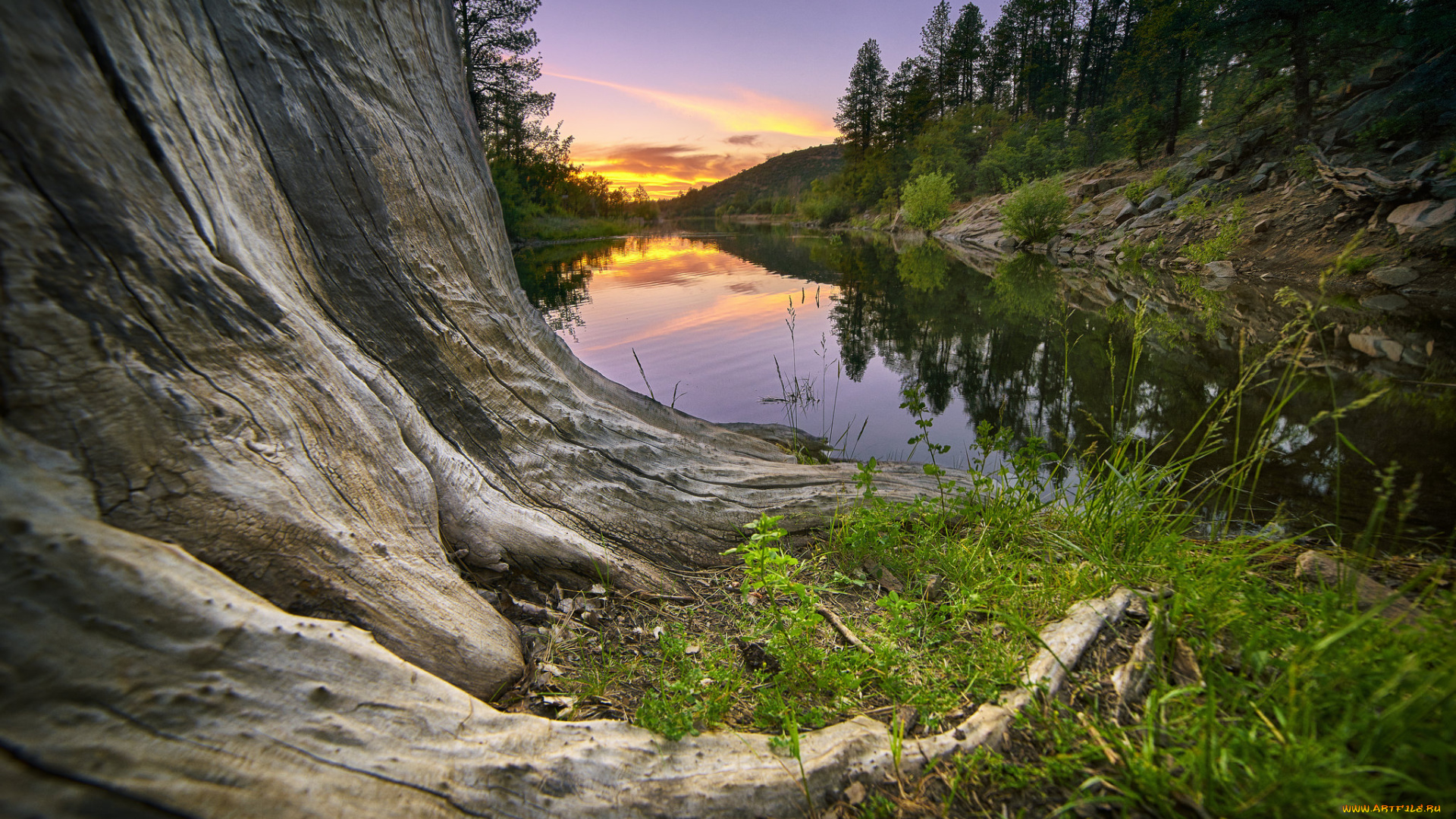 природа, реки, озера, река, лес