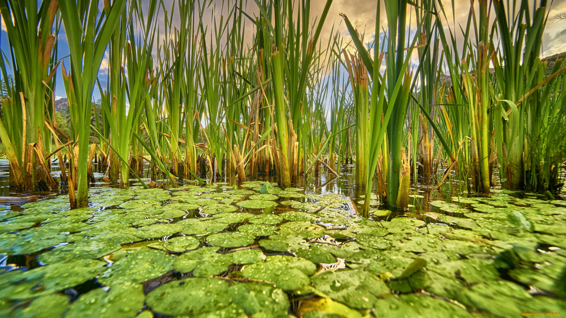 природа, реки, озера, река, лес