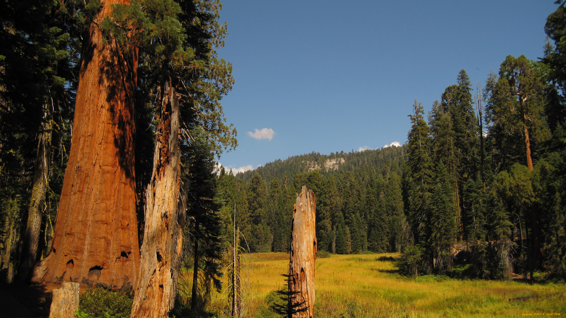 sequoia, national, park, природа, лес, park, national, sequoia, поляна, деревья