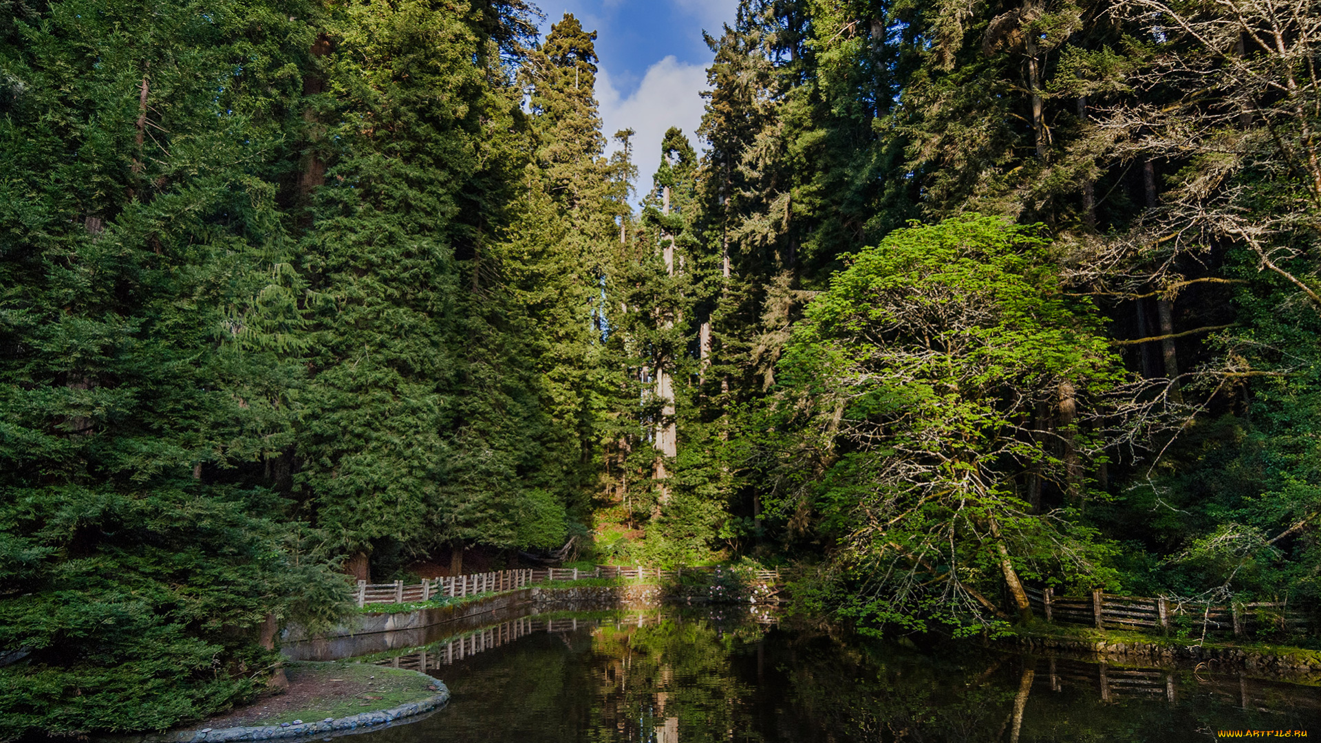 sequoia, national, park, природа, парк, park, national, sequoia, деревья, вода, озеро