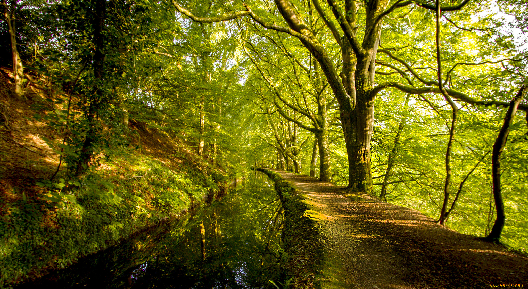 природа, лес, река