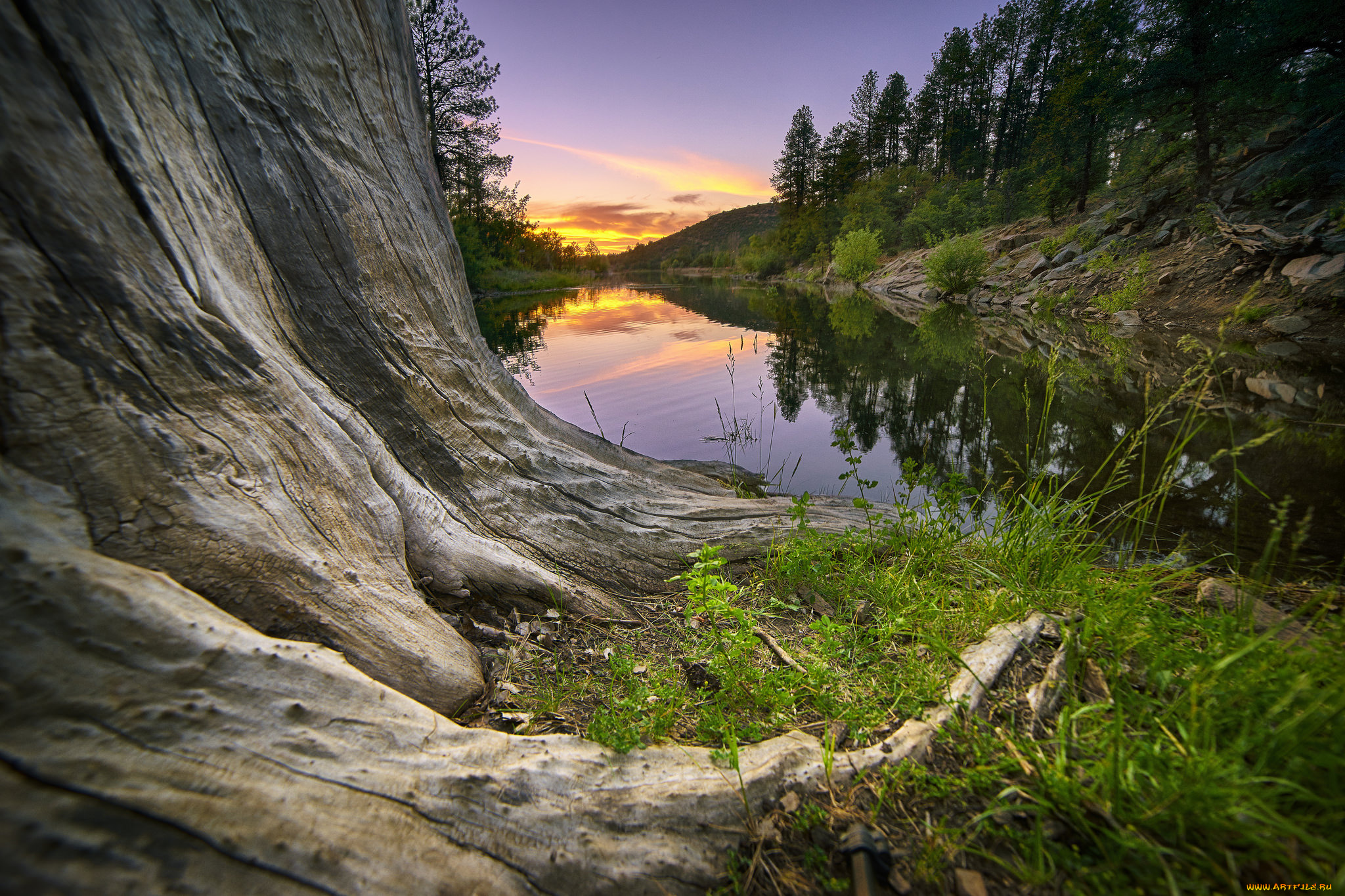 природа, реки, озера, река, лес