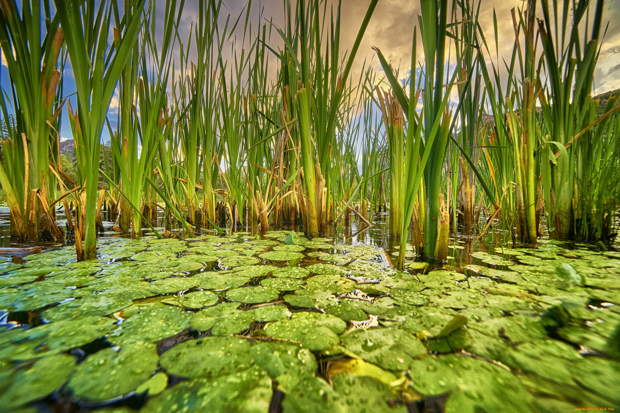 природа, реки, озера, река, лес