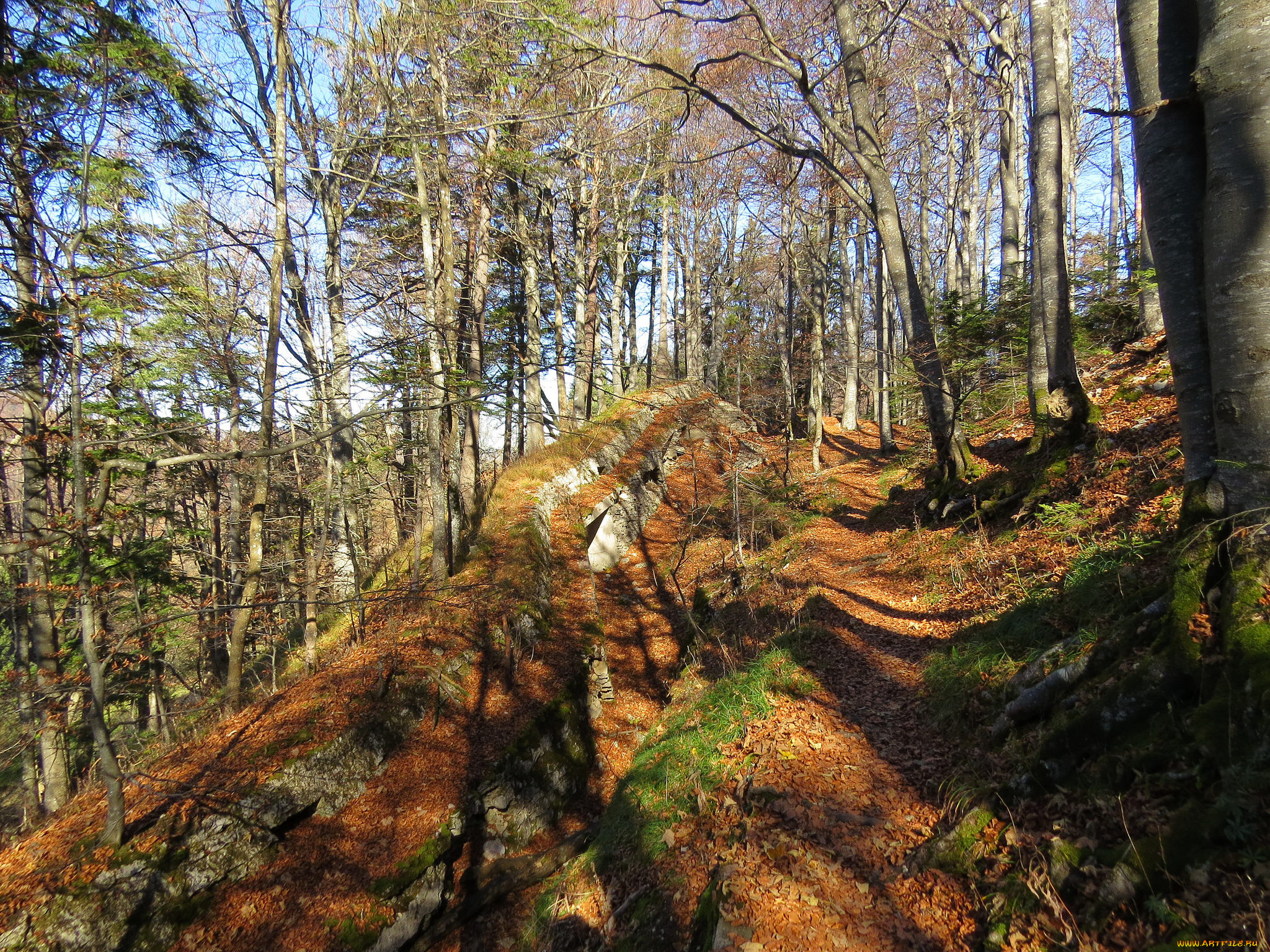 природа, лес, осень