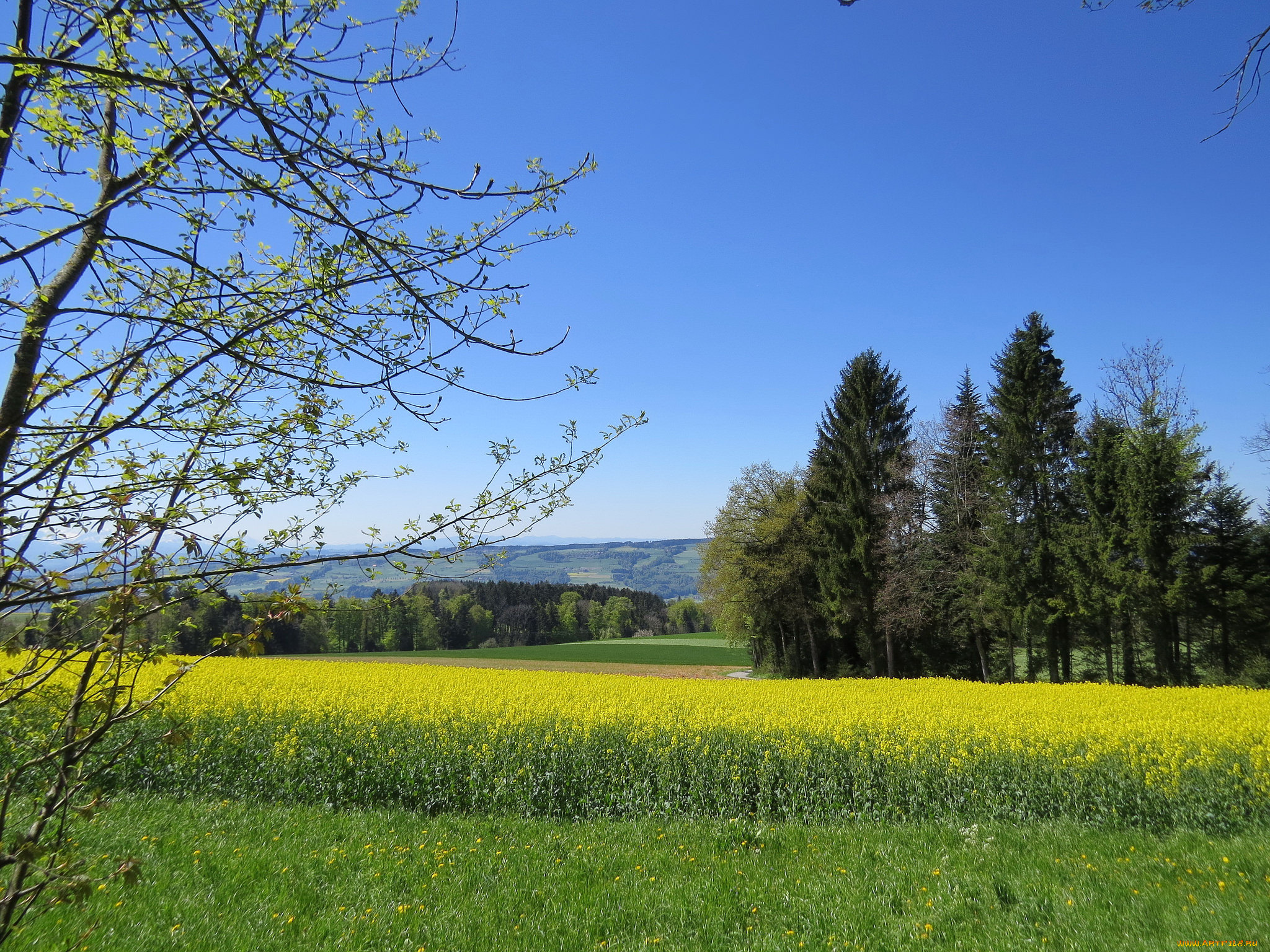 природа, поля, поле