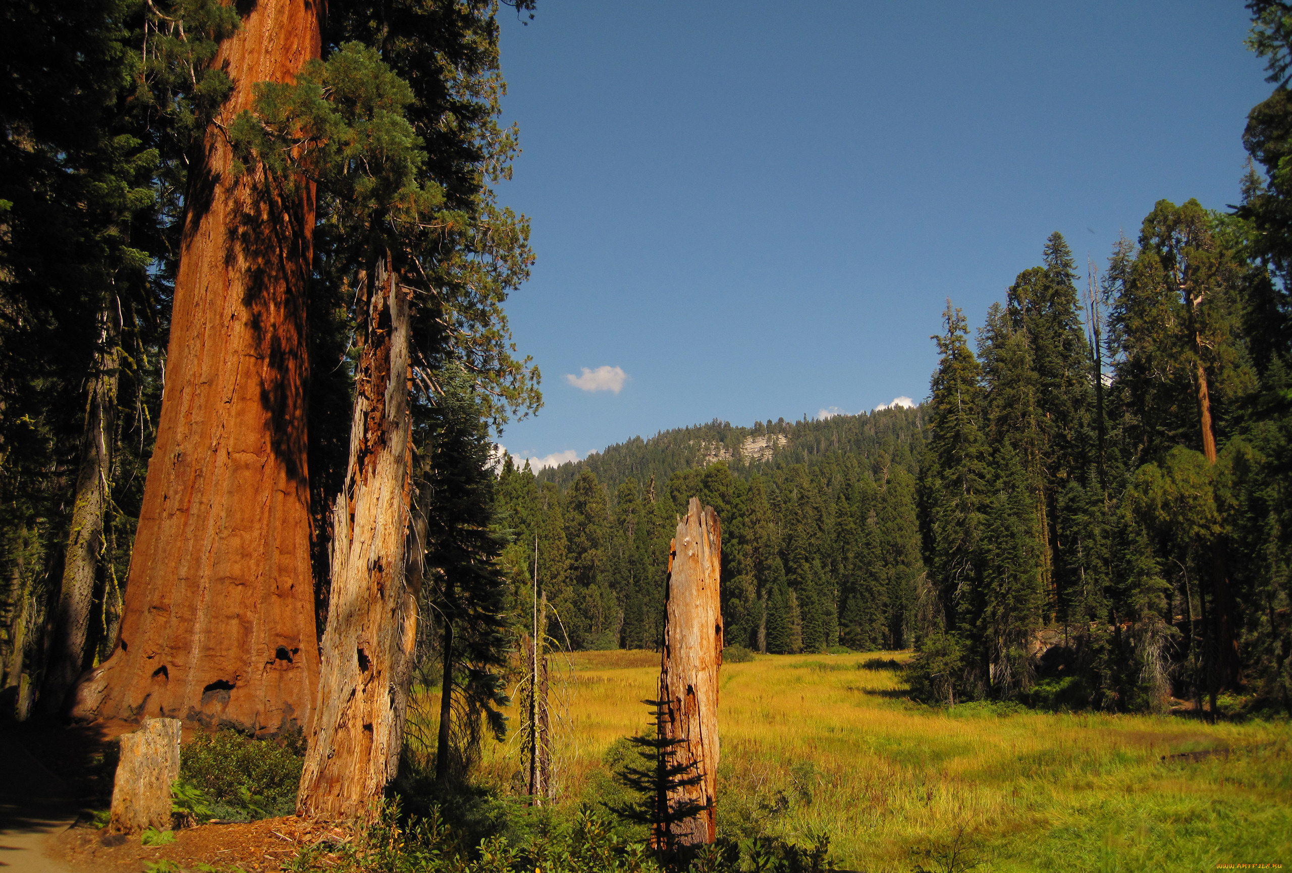 sequoia, national, park, природа, лес, park, national, sequoia, поляна, деревья