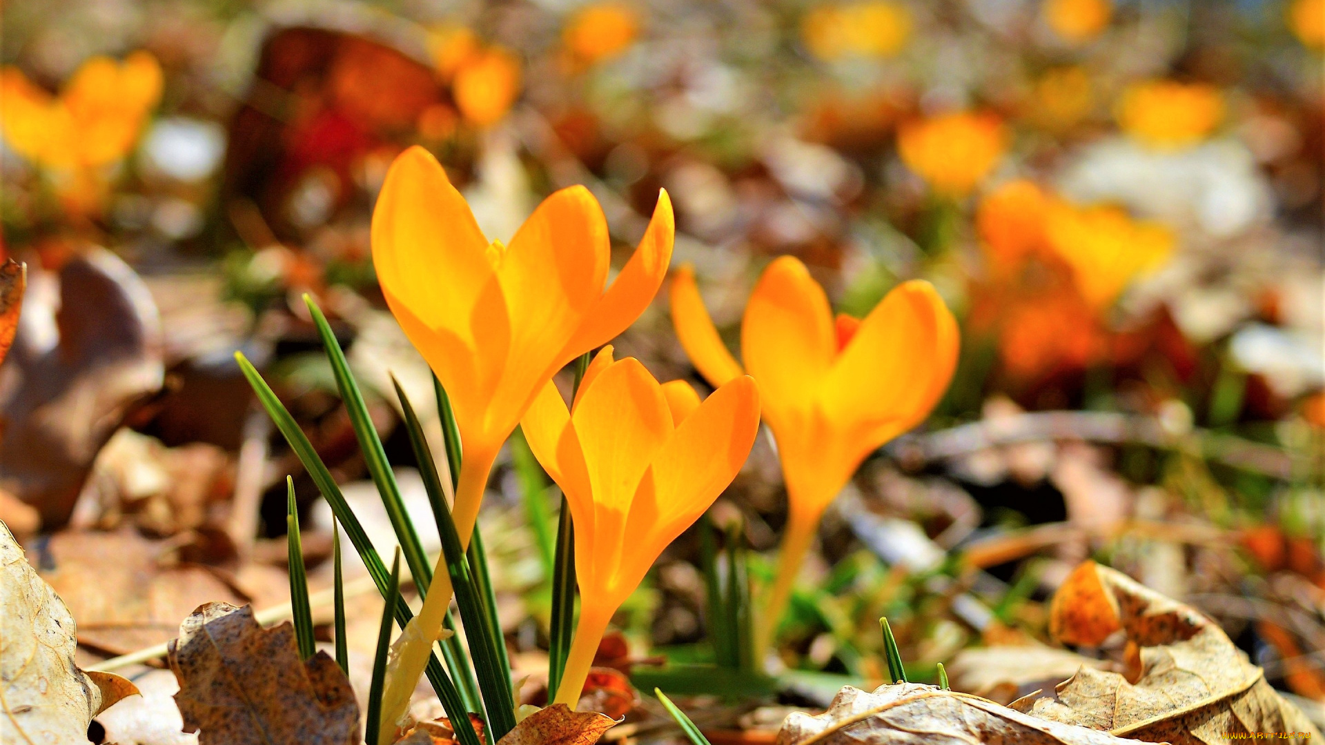 цветы, крокусы, желтые, листья