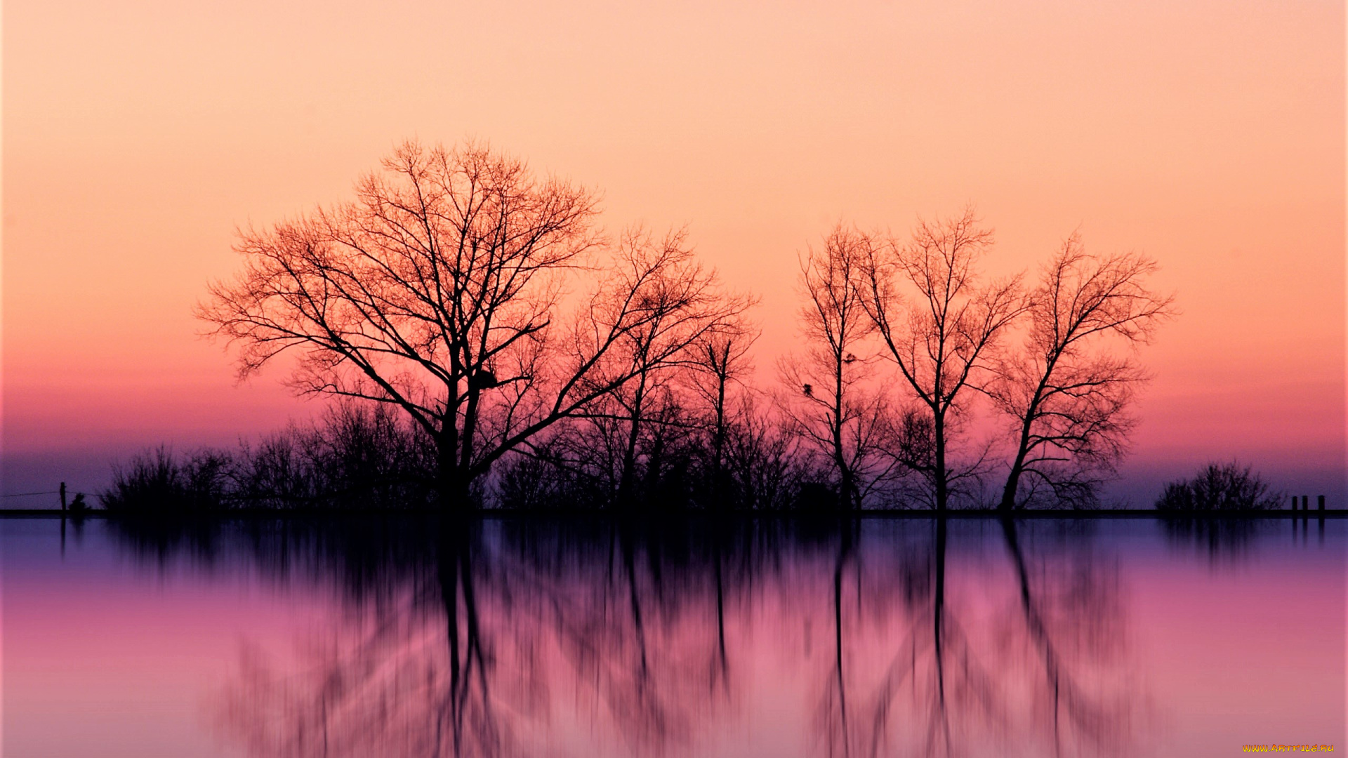 природа, реки, озера, закат, озеро, кусты, деревья