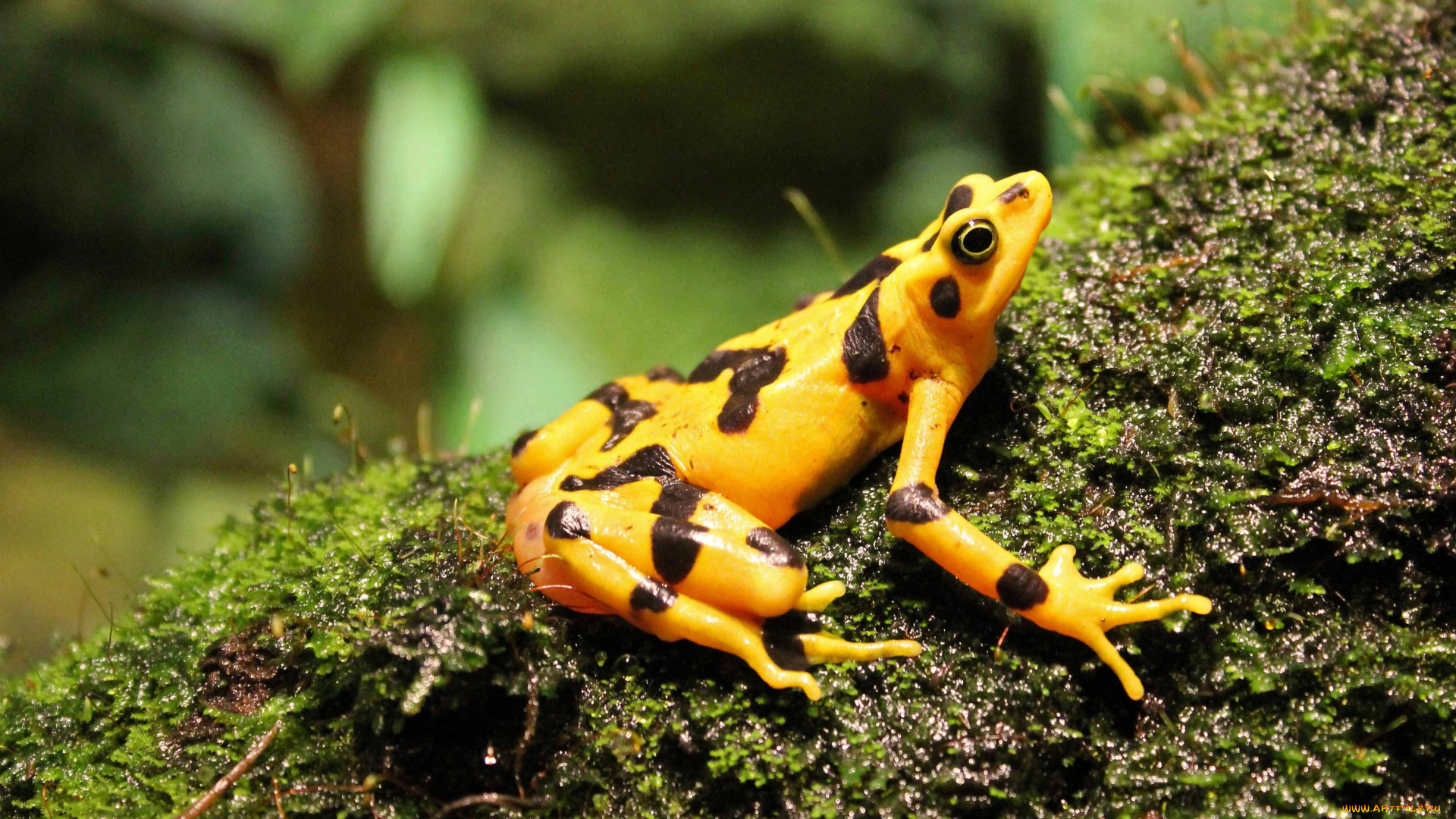 животные, лягушки, лягушка, желтая