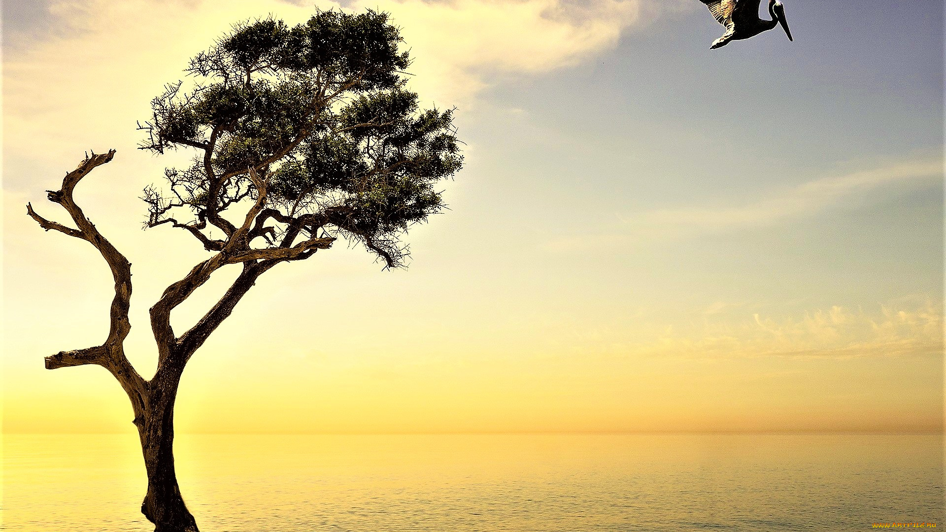 животные, пеликаны, дерево, пеликан, рассвет, море