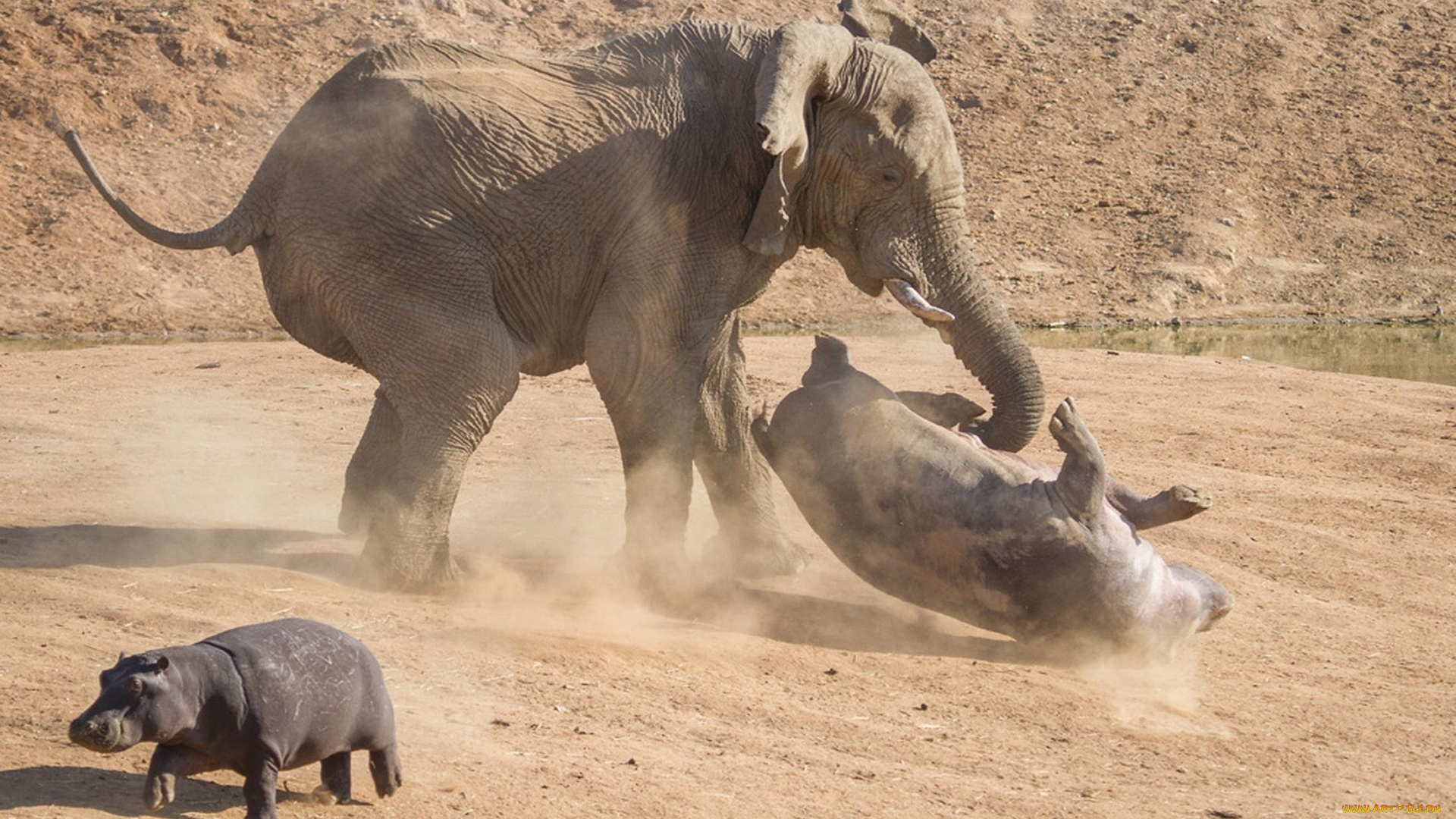 животные, разные, вместе, бегемот, слон