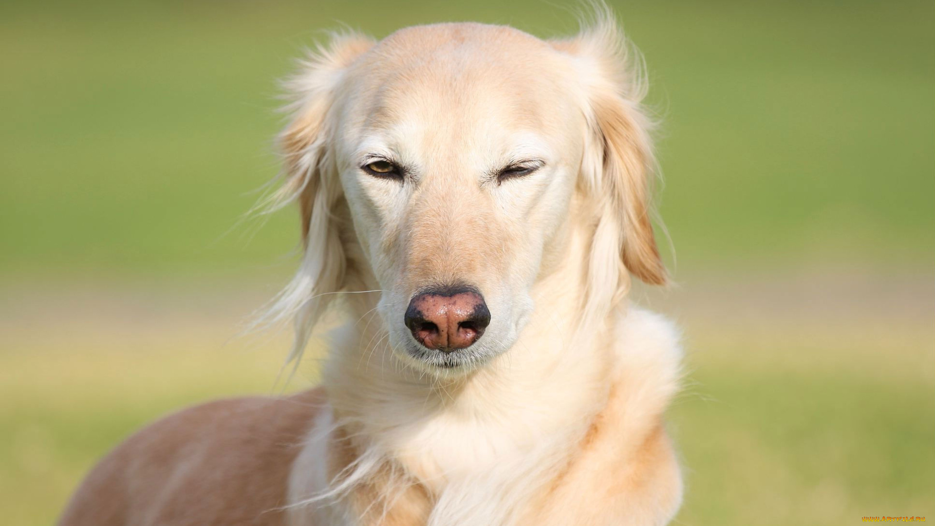 животные, собаки, прищур, собака