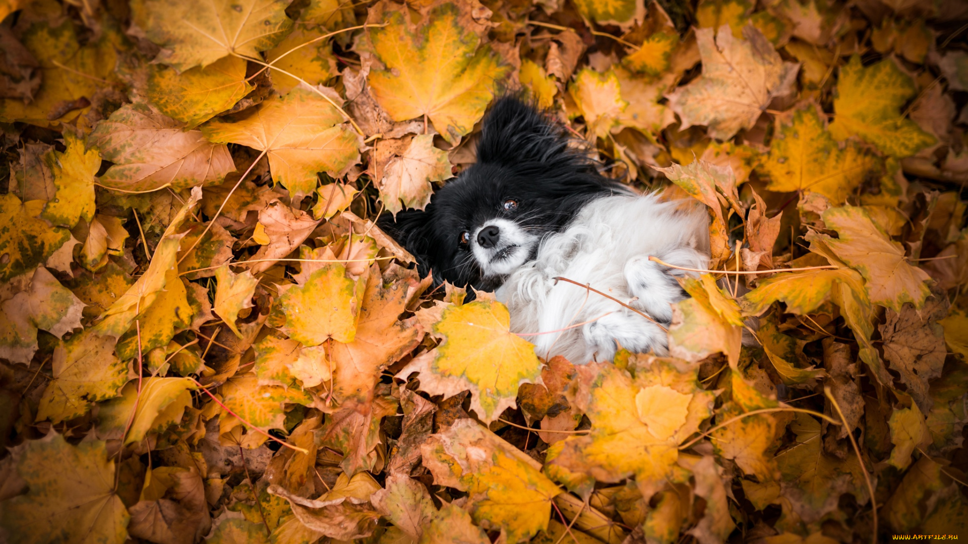 животные, собаки, ворох, листьев