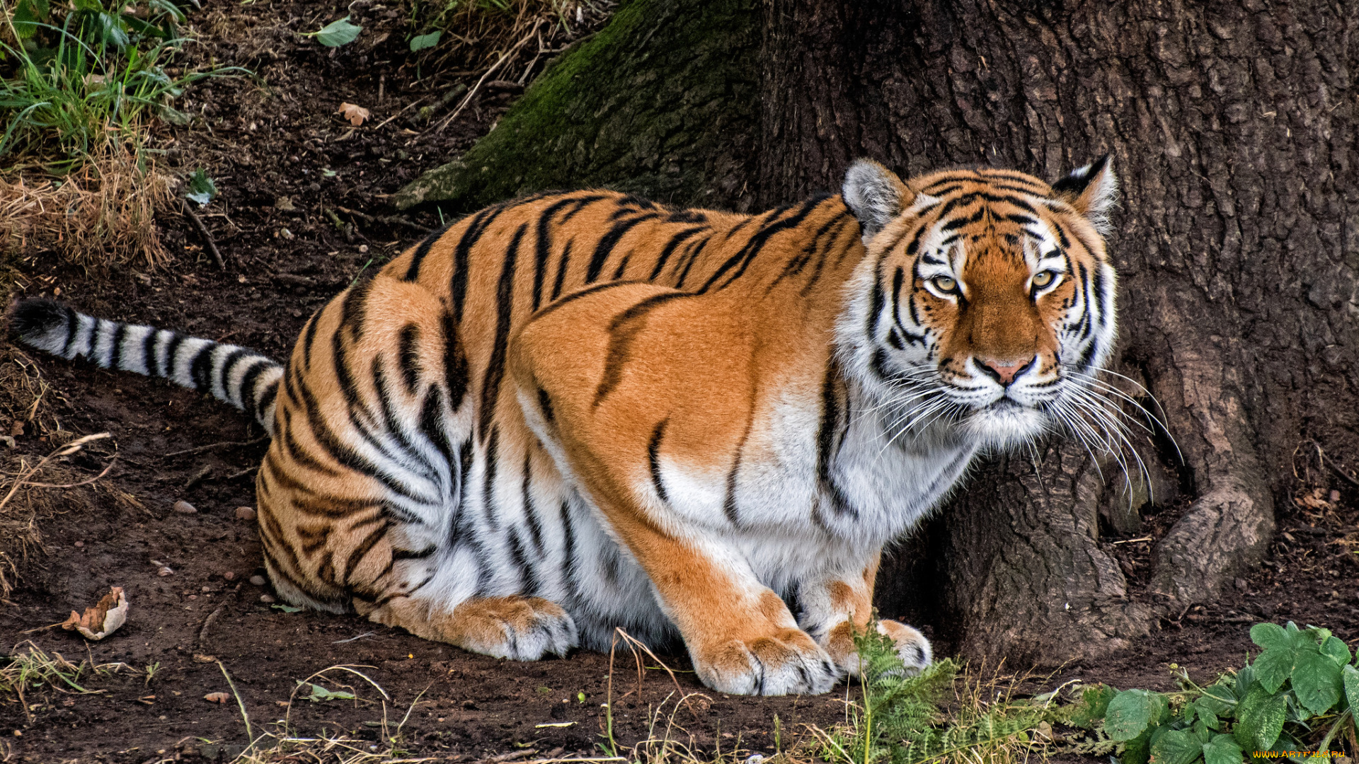 животные, тигры, тигр