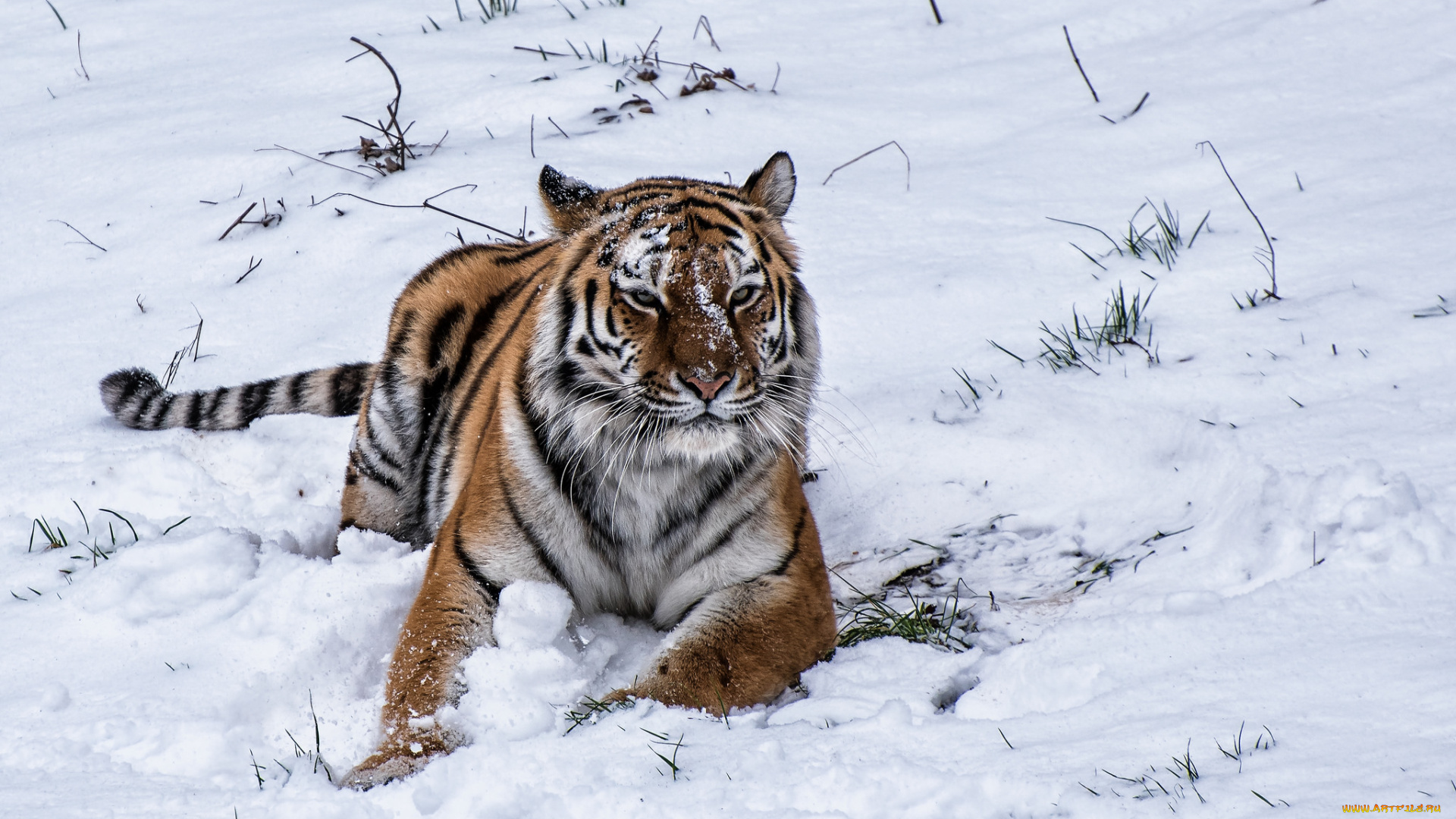 животные, тигры, тигр