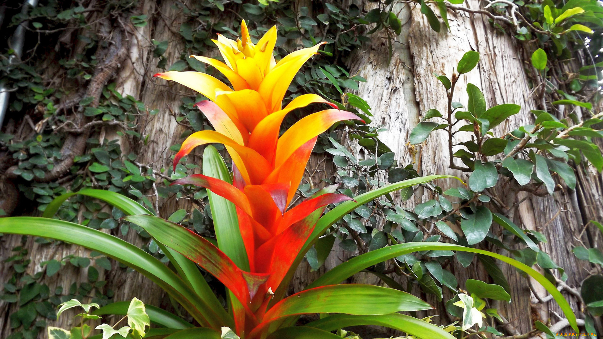 цветы, экзотика