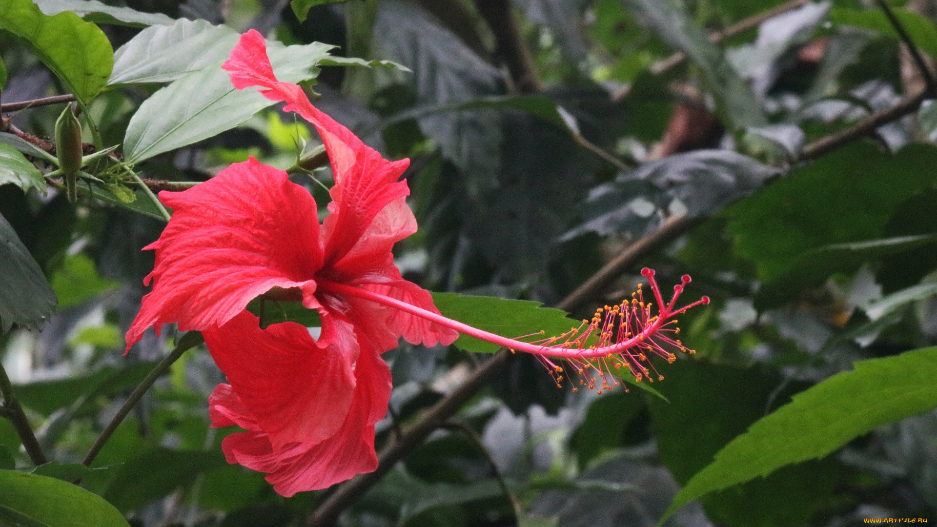 цветы, гибискусы, макро