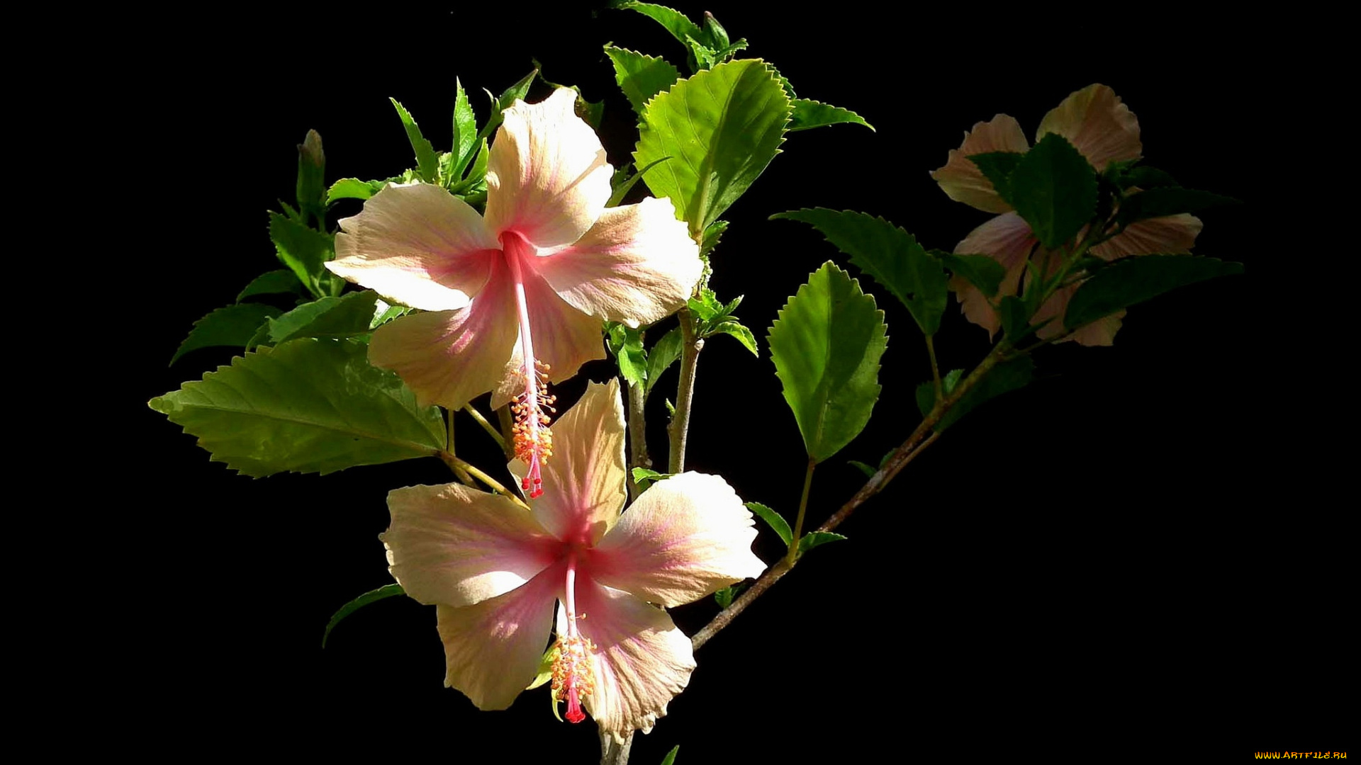 цветы, гибискусы, розовый