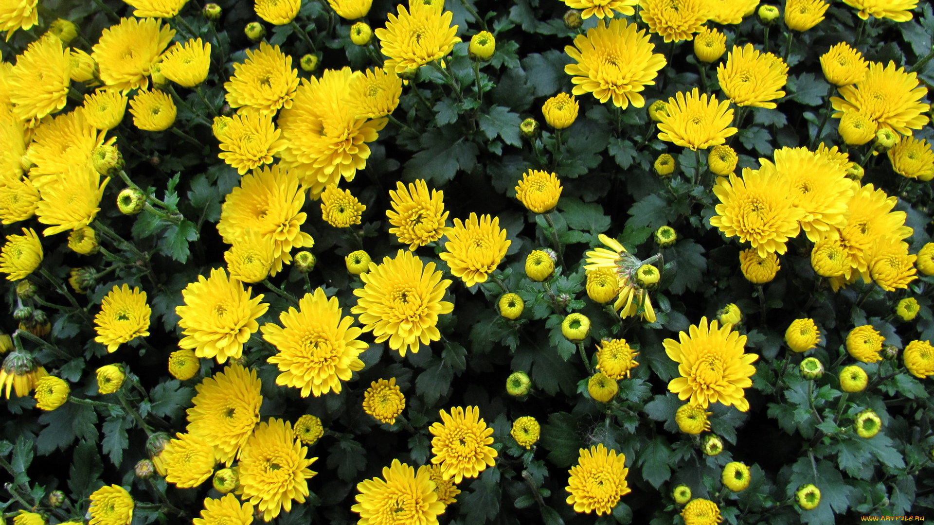 цветы, хризантемы, желтый