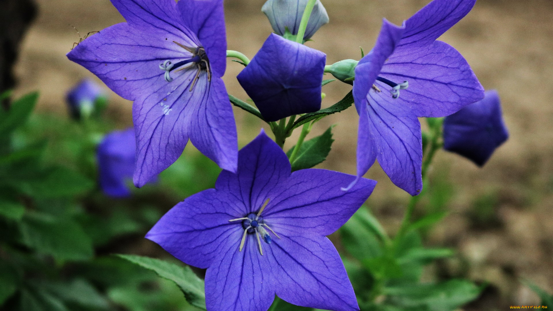 цветы, колокольчики, лиловый