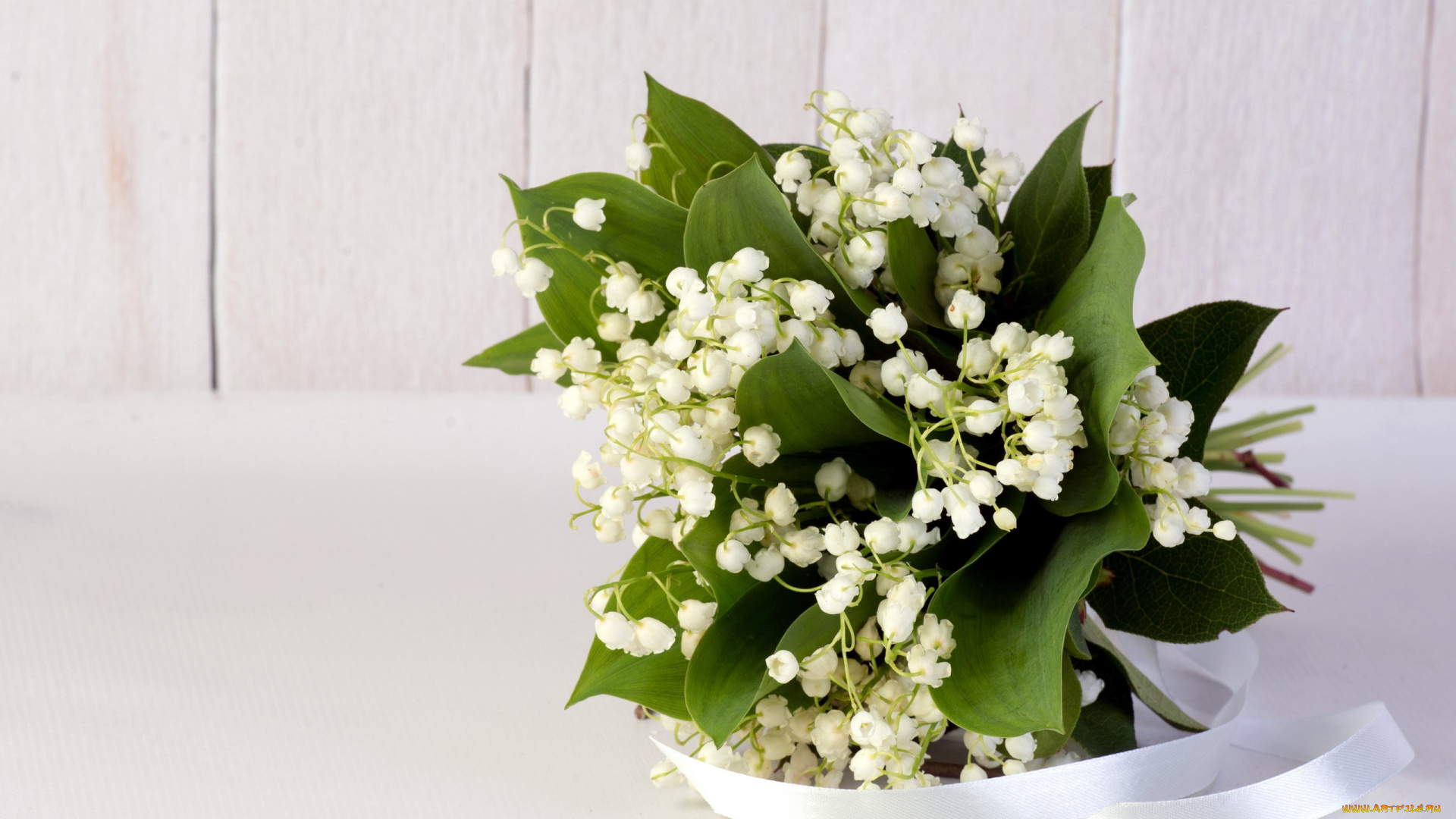 цветы, ландыши, белый