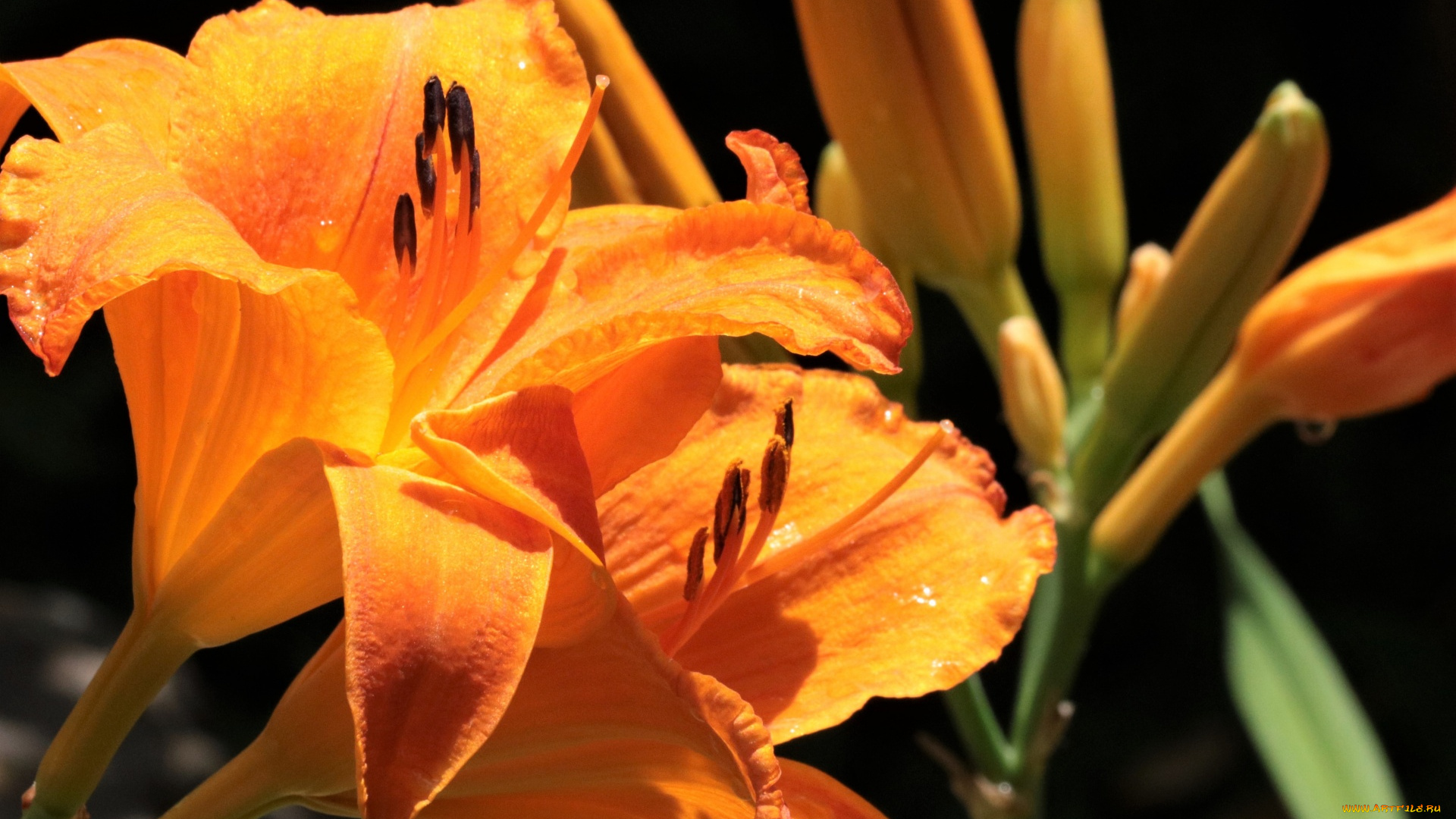 цветы, лилии, , лилейники, лилейник