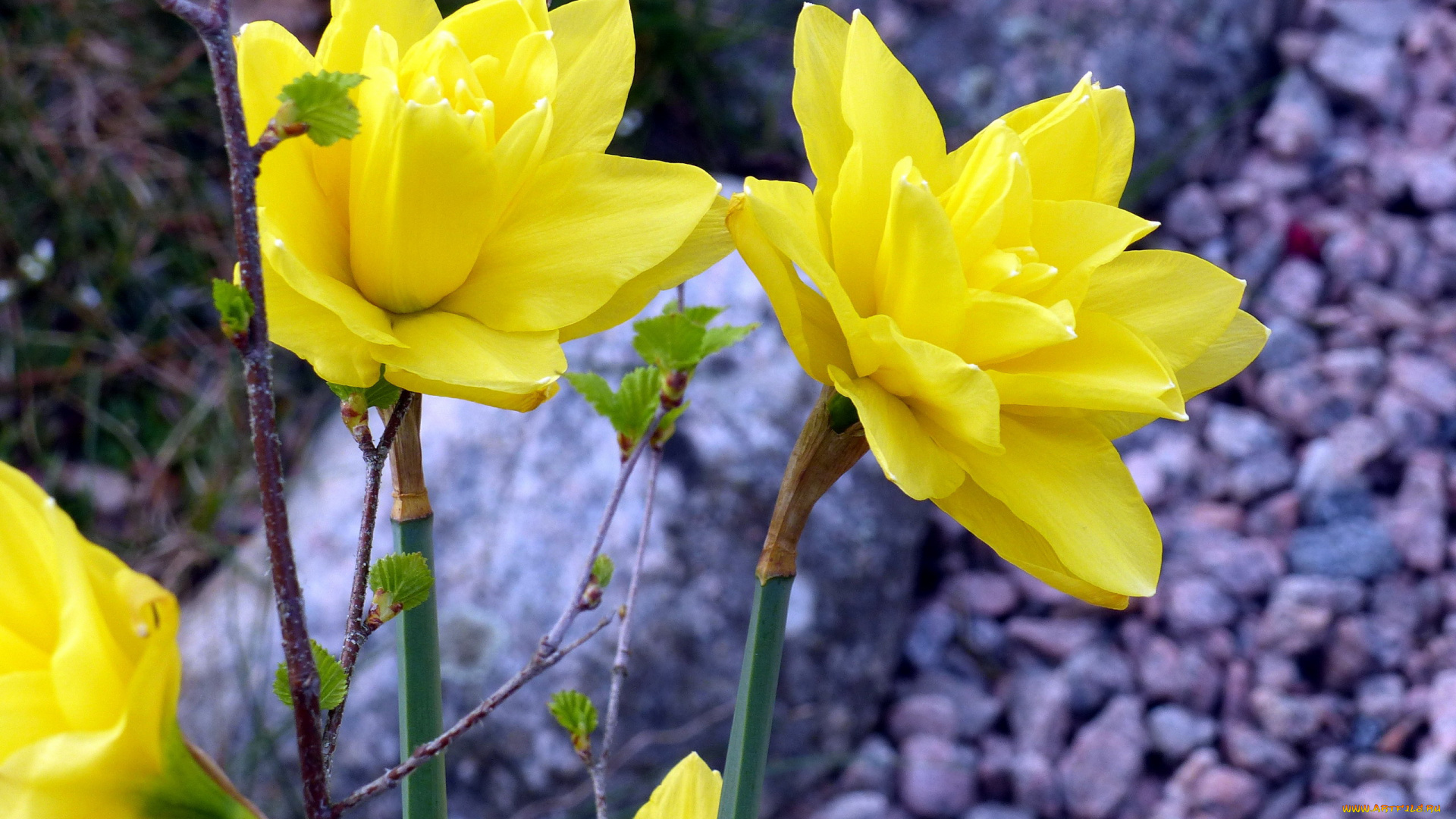 цветы, нарциссы, желтый