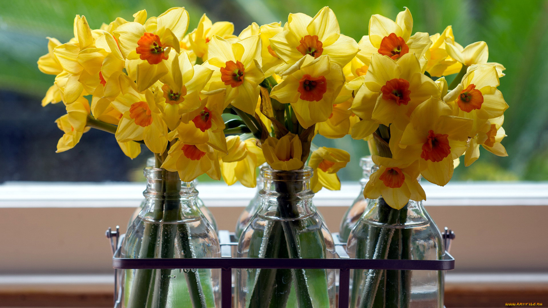 цветы, нарциссы, желтый