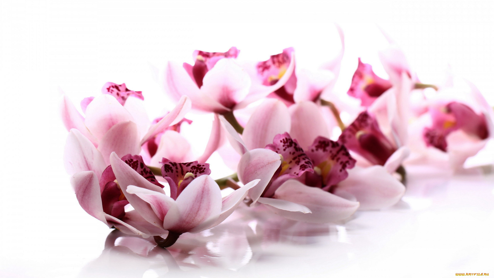 цветы, орхидеи, экзотика