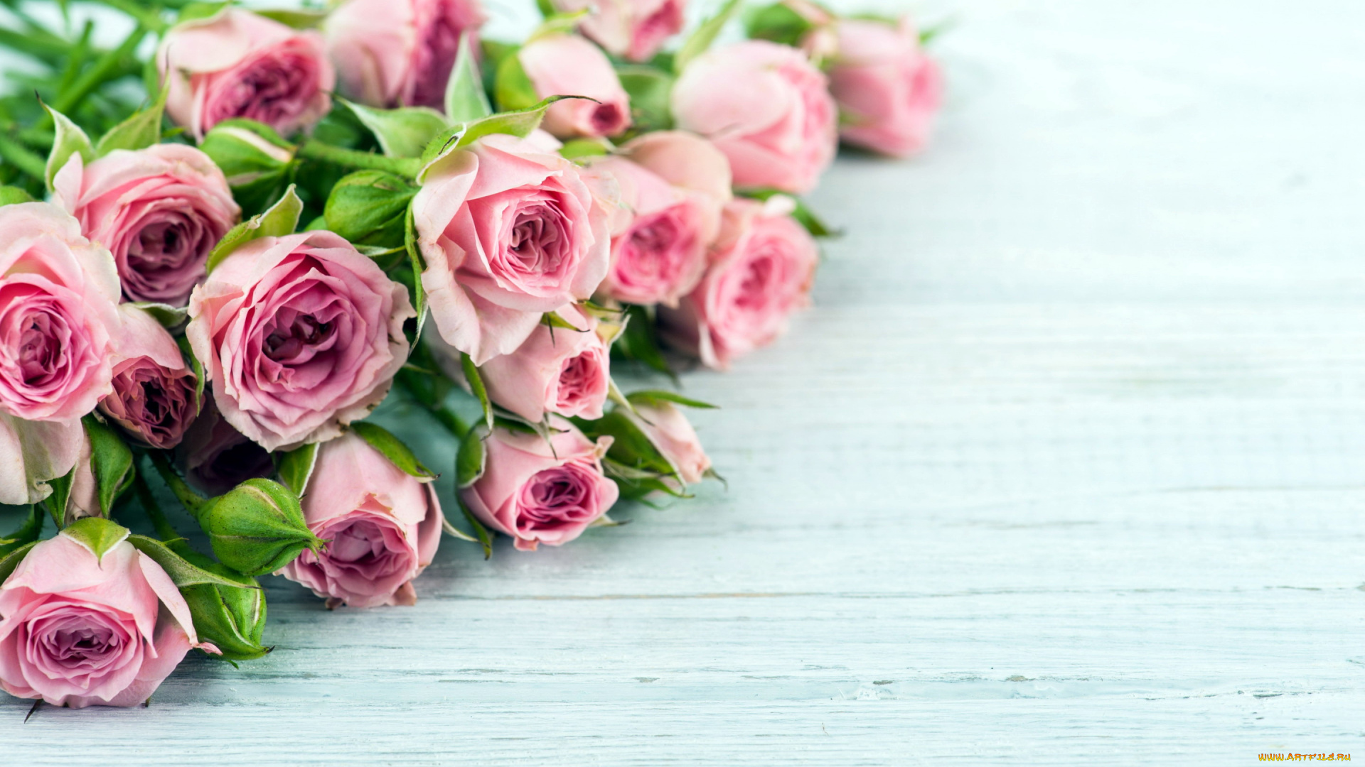 цветы, орхидеи, экзотика